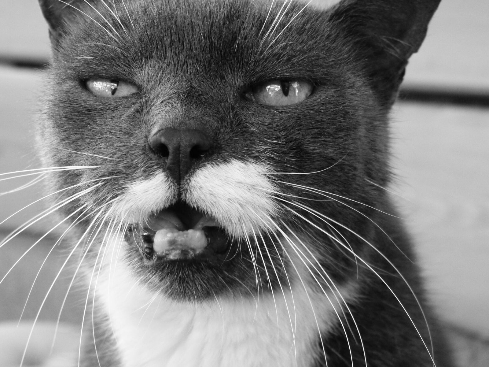 Panasonic Lumix DMC-FZ150 sample photo. Cat, black and white photography