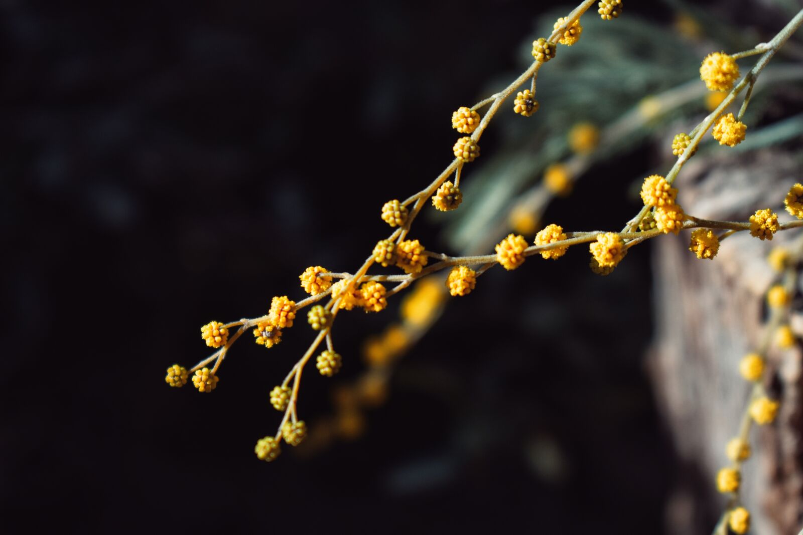 Nikon D3400 sample photo. Flowers, color, nature photography