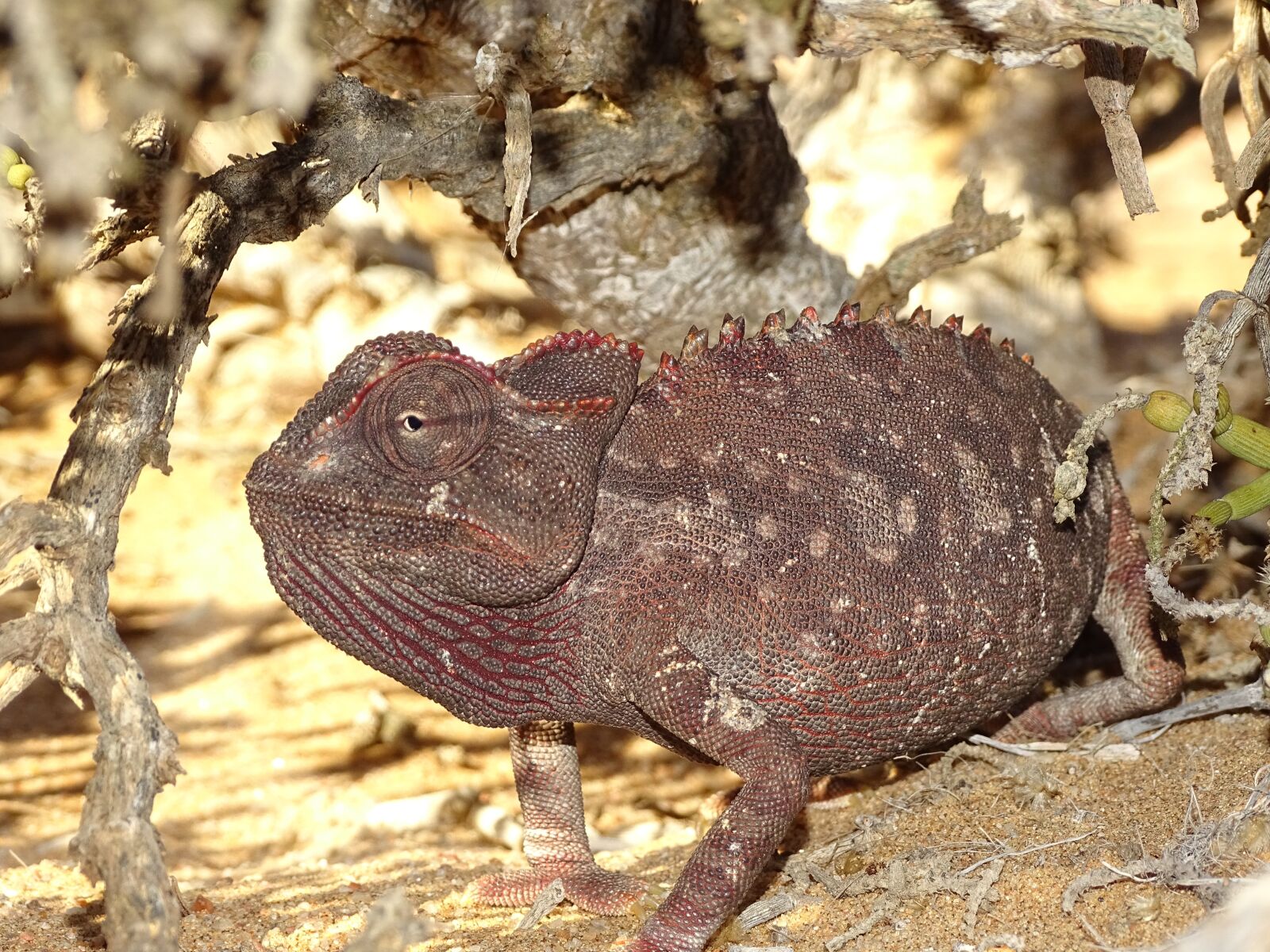 Sony Cyber-shot DSC-HX400V sample photo. Chameleon, desert, desert animal photography