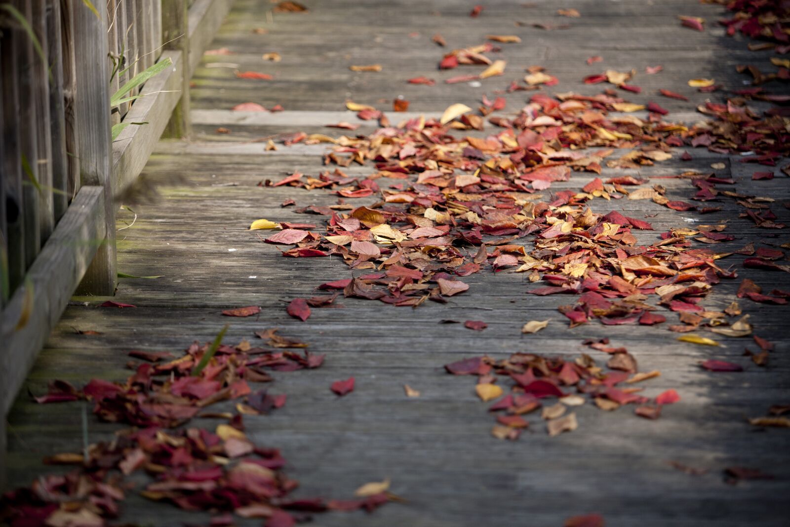Canon EOS 5D sample photo. Maple leaf, autumn leaves photography