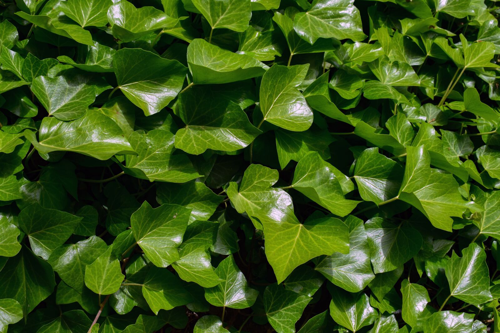 Nikon D3300 sample photo. Ivy, english ivy, green photography