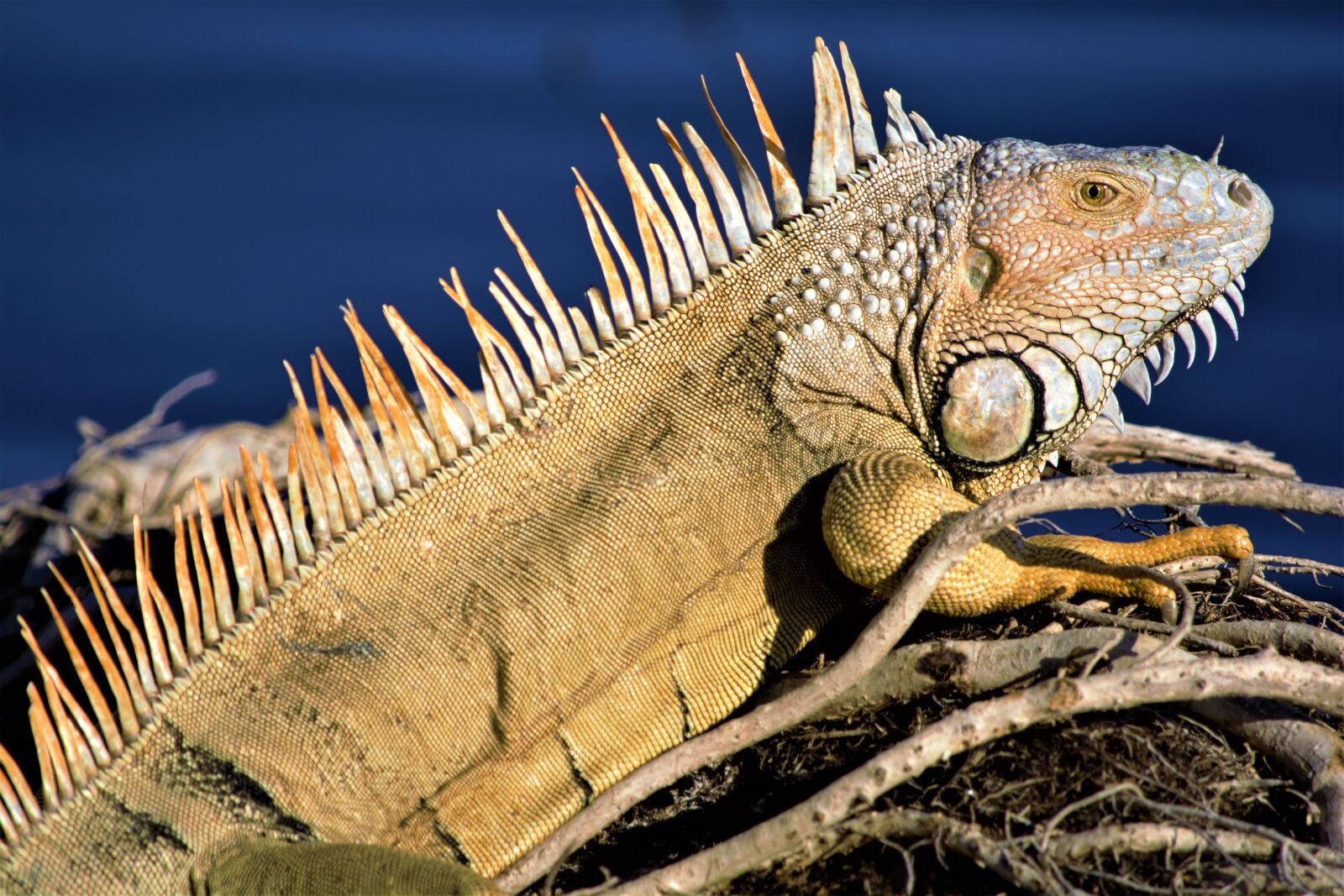 Nikon D7100 sample photo. Iguana, lizard, dragon photography