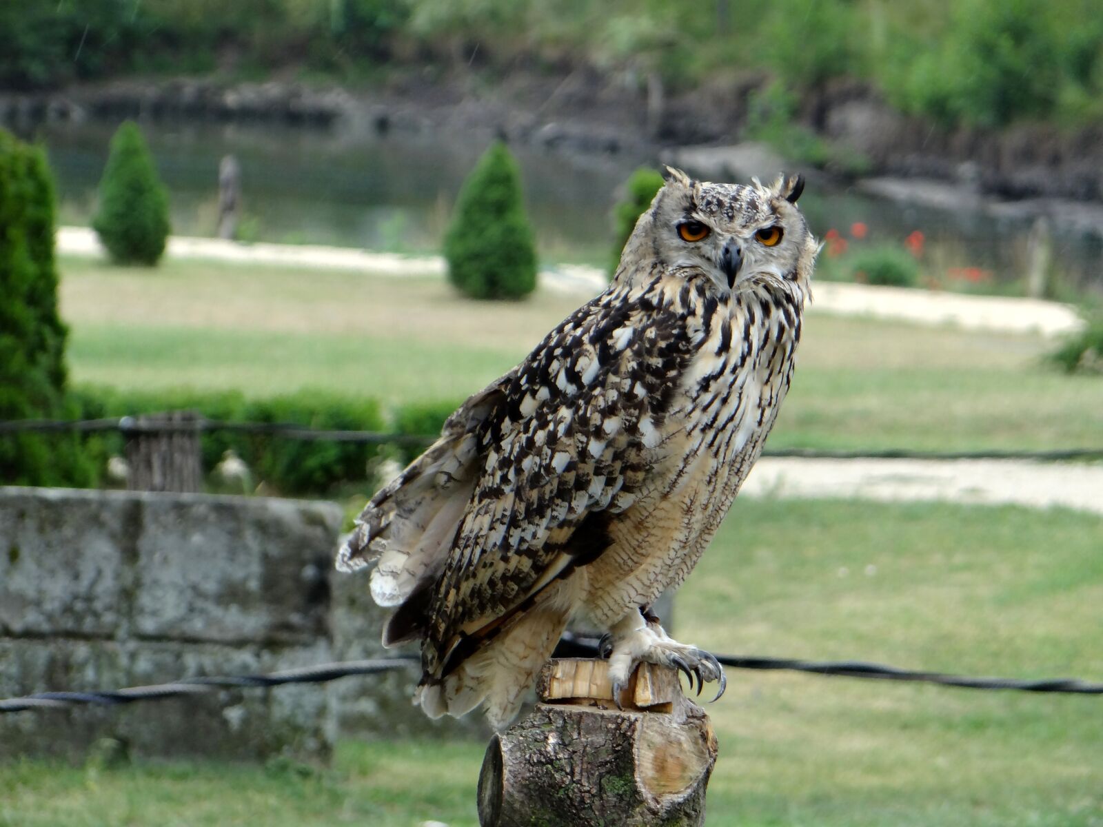 Sony DSC-HX200V sample photo. Sowa, bird, pharaoh eagle photography