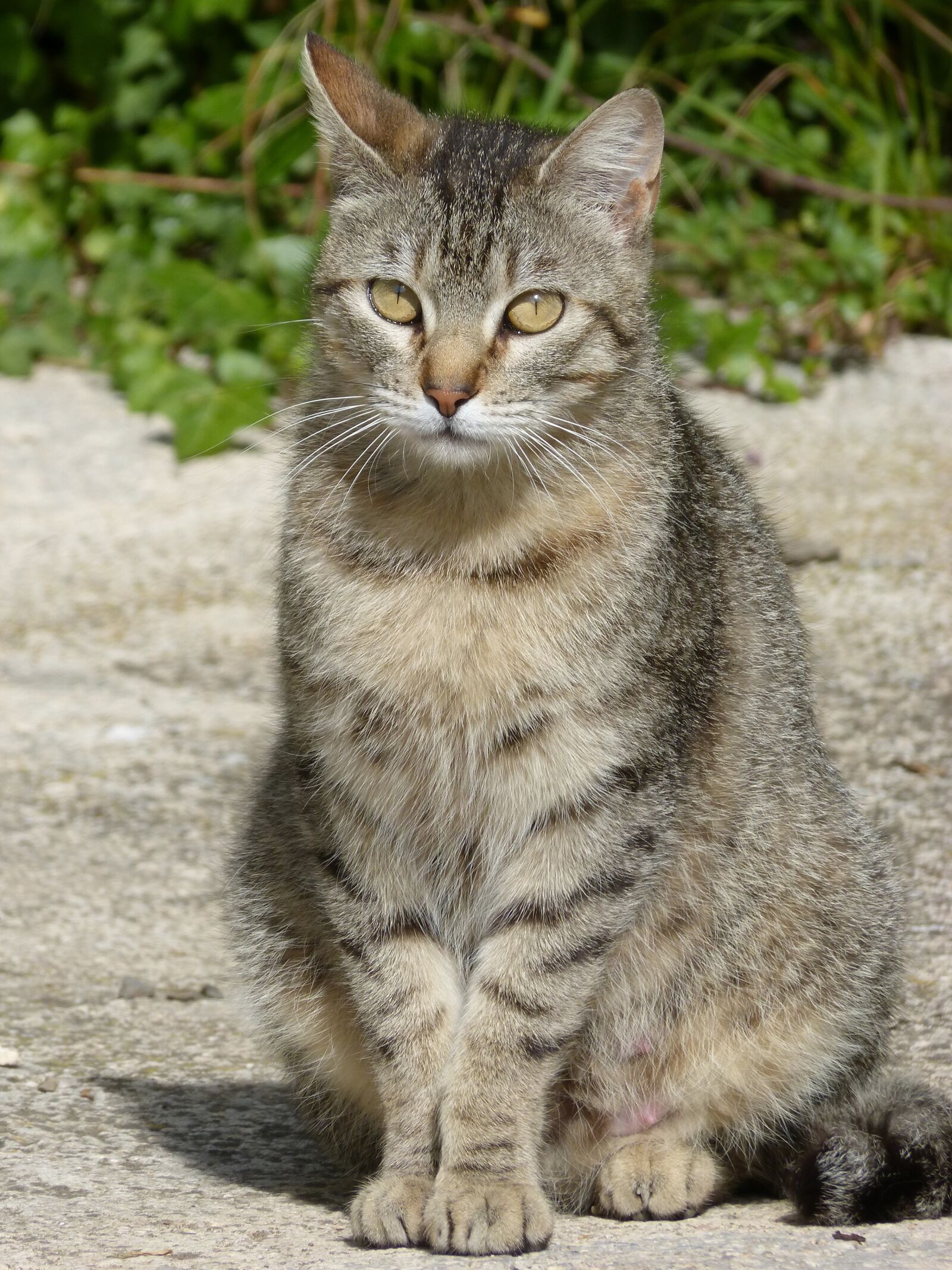 Panasonic DMC-FZ62 sample photo. Cat, gata, pose photography