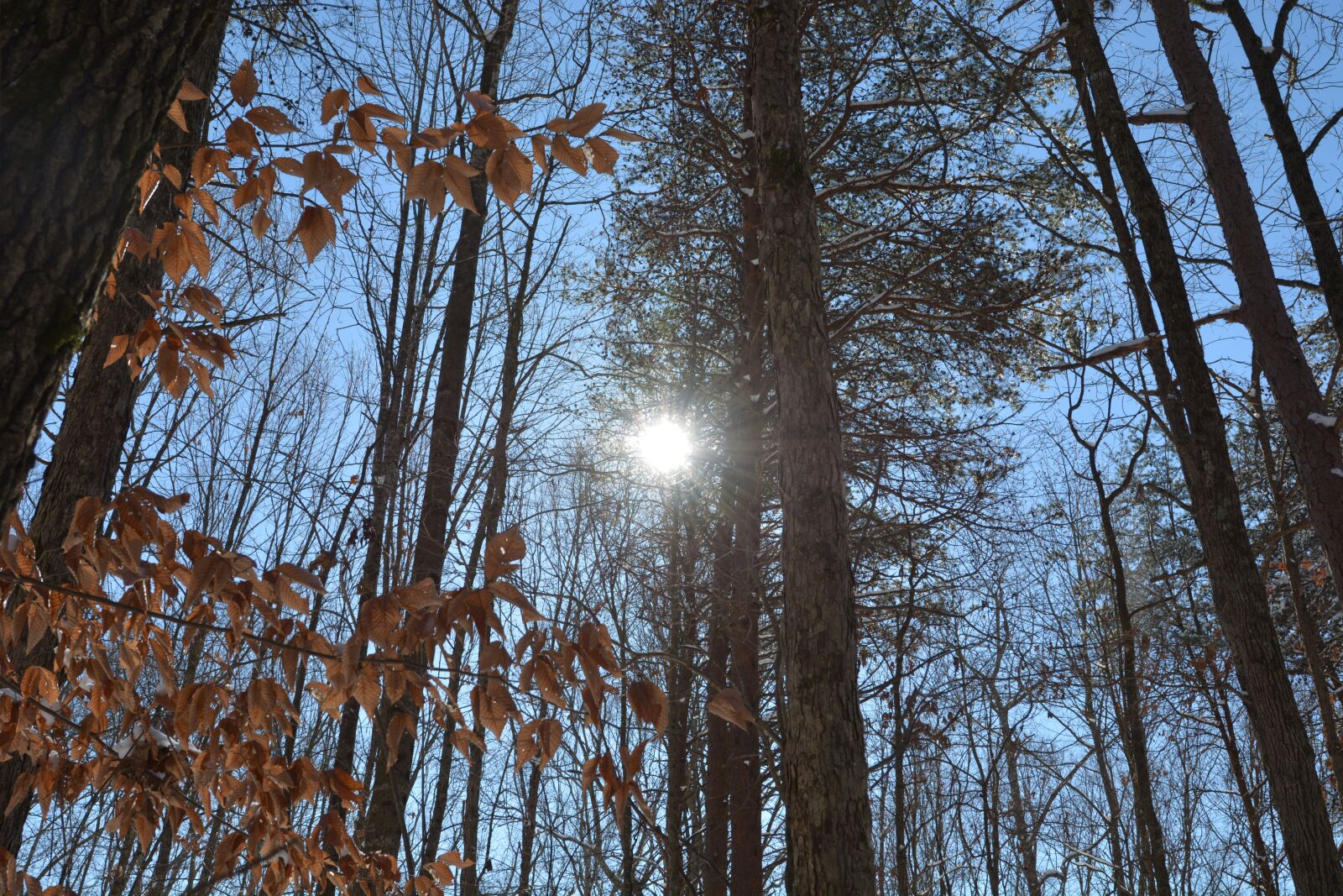 Nikon D7100 sample photo. Tree and fall landscape photography