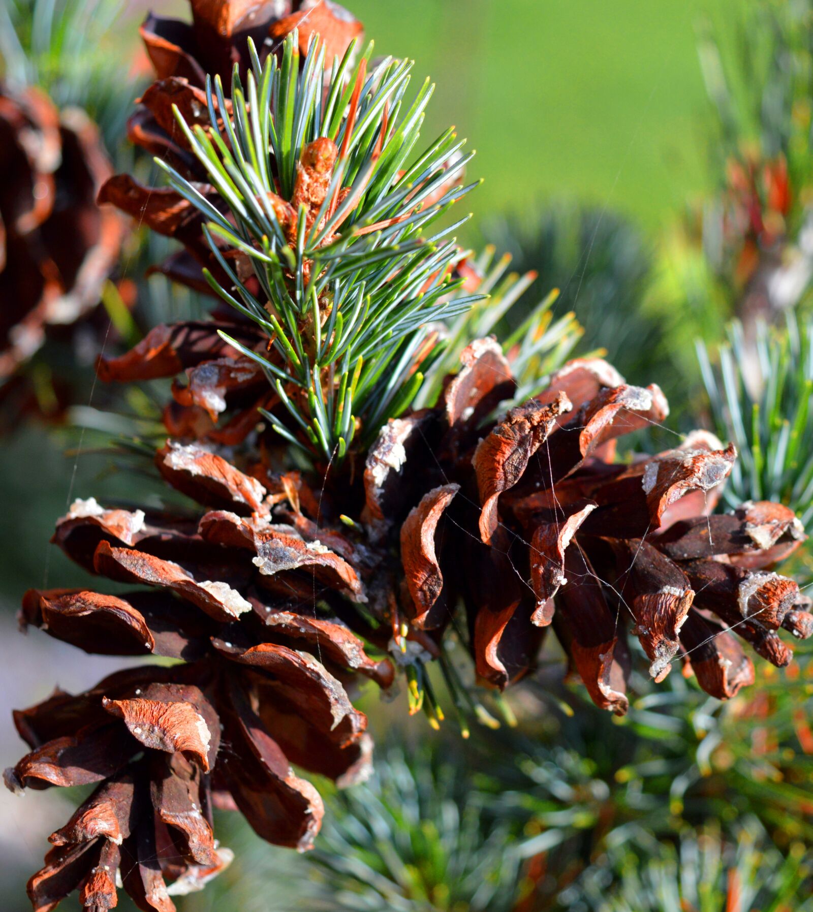 Nikon D3200 sample photo. Pine, pine cones, close photography
