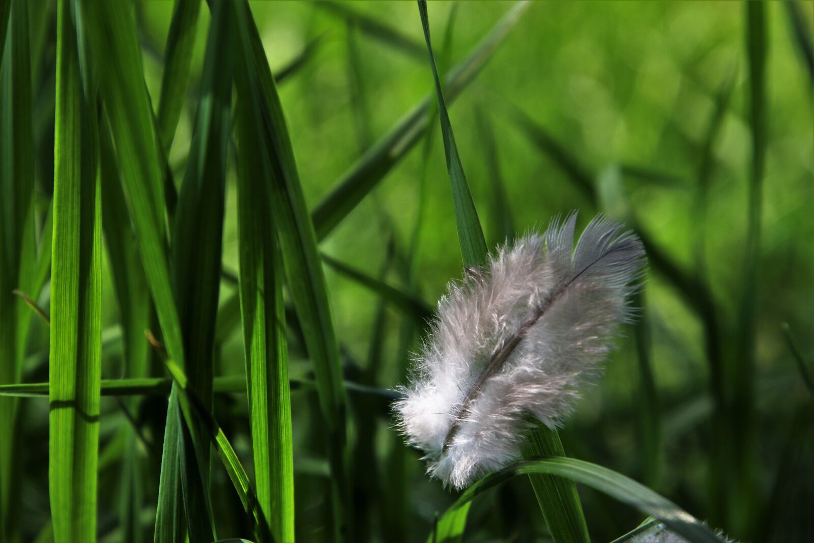Canon EOS 80D sample photo. Nature, lawn, no one photography