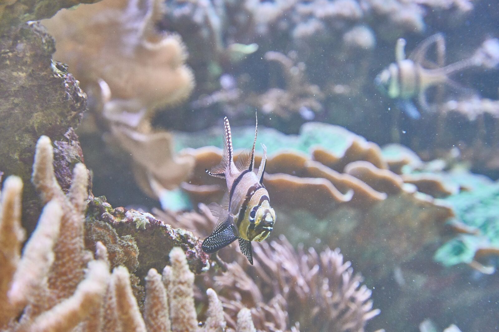 Nikon D7200 sample photo. Aquarium, sea, fish photography