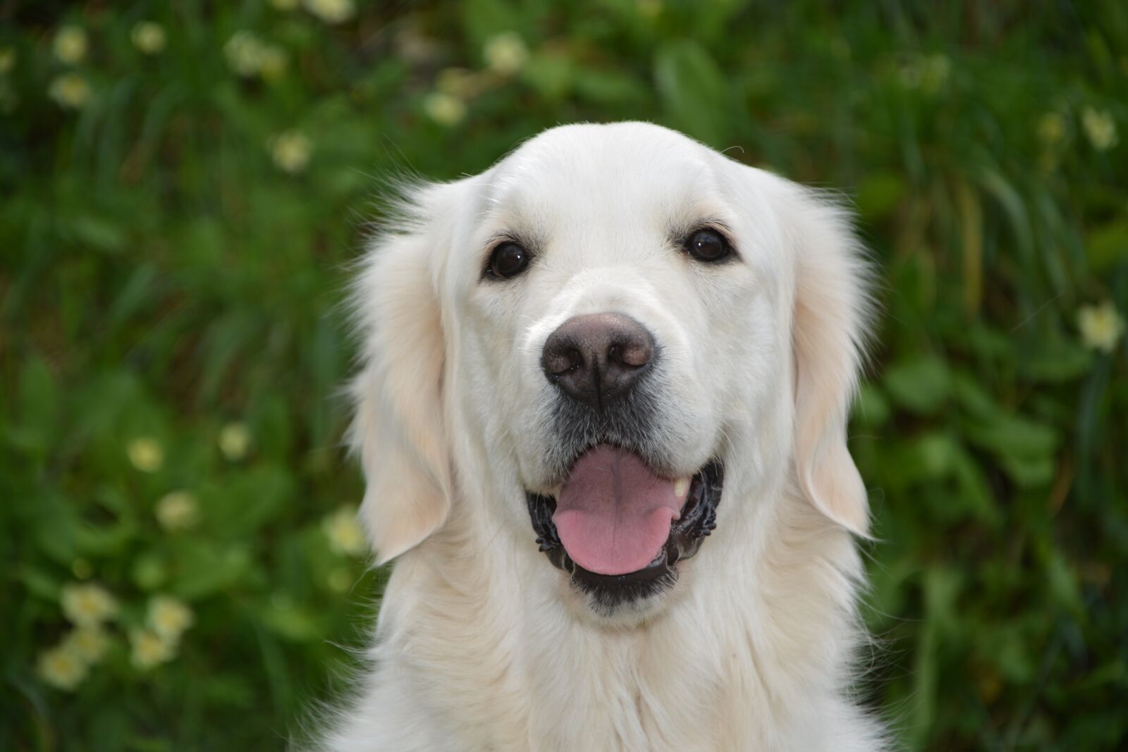 Nikon D5200 sample photo. Dog, bitch mollie golden photography
