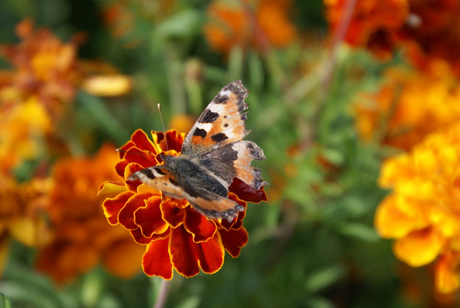Sony Alpha DSLR-A100 sample photo. Butterfly, flower, nature photography