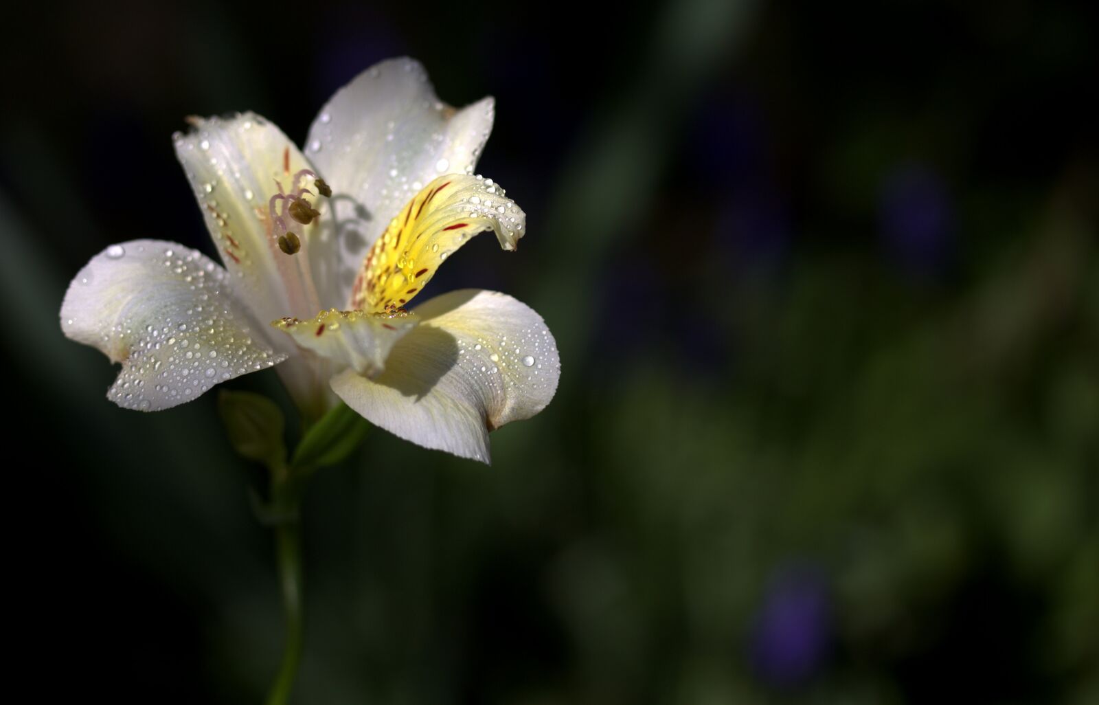 Canon EF-S 60mm F2.8 Macro USM sample photo. Lily, flower, wild photography