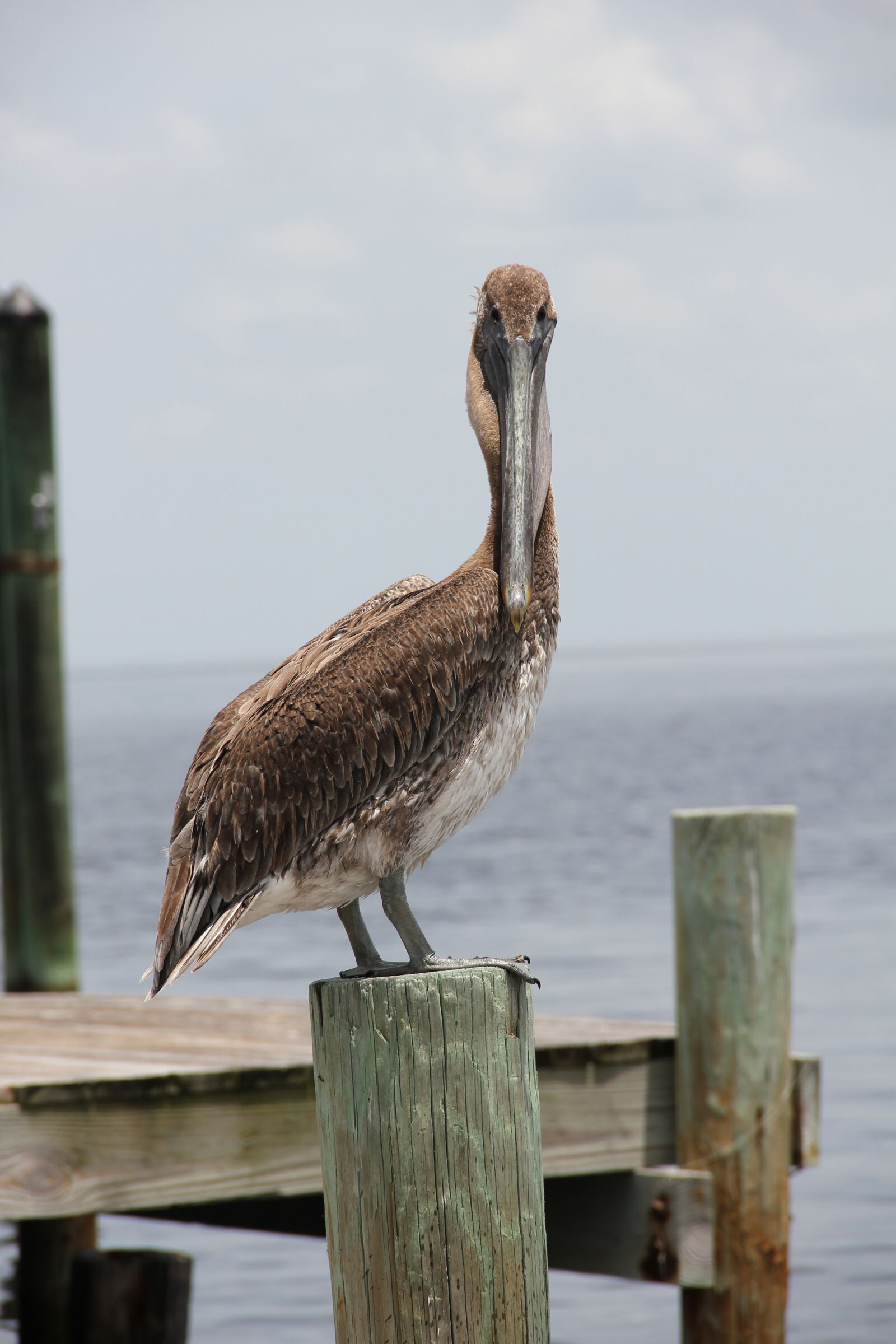Canon EOS 550D (EOS Rebel T2i / EOS Kiss X4) sample photo. Pelikan, florida, web photography