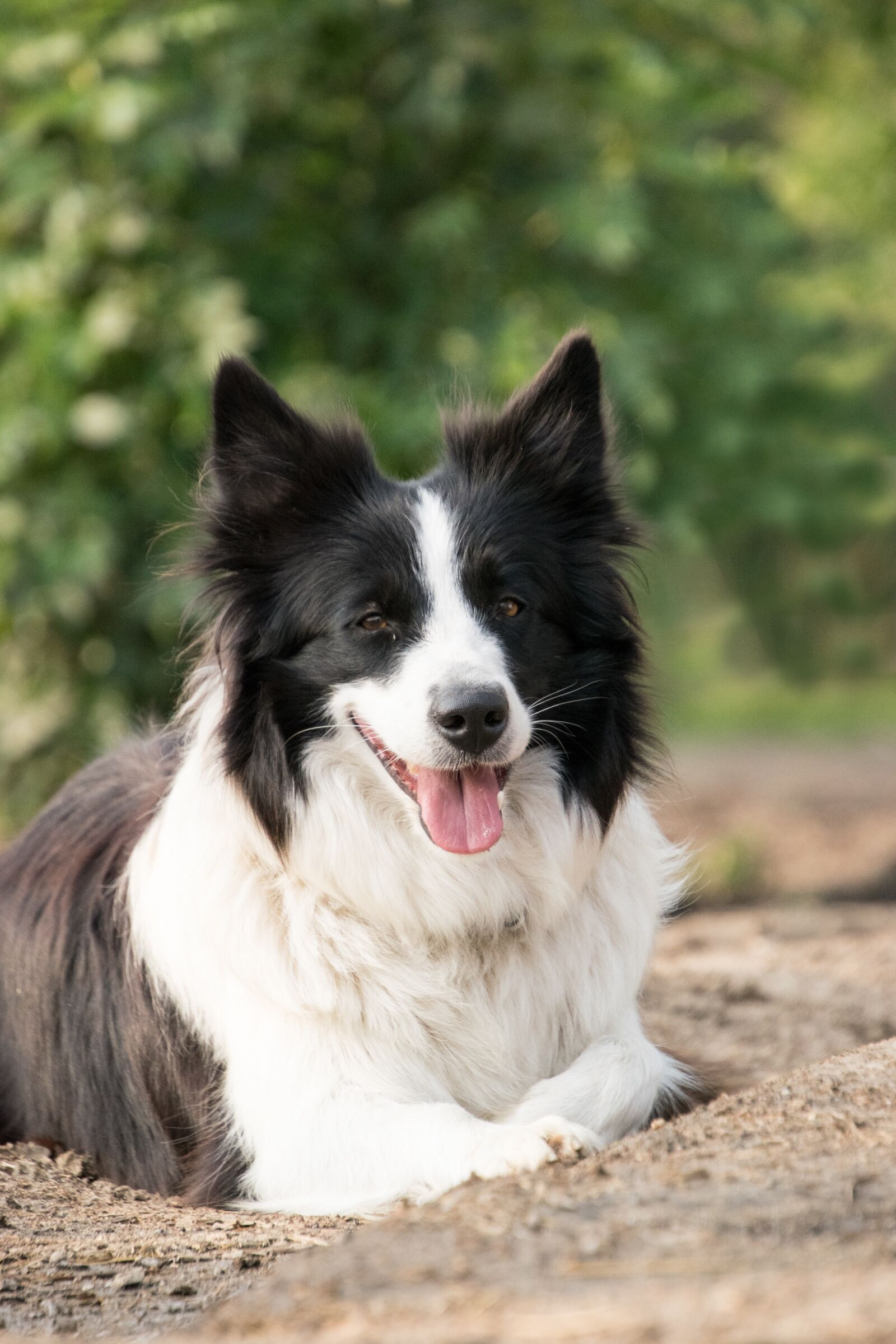 Nikon D3300 sample photo. Border collie, dog, animal photography