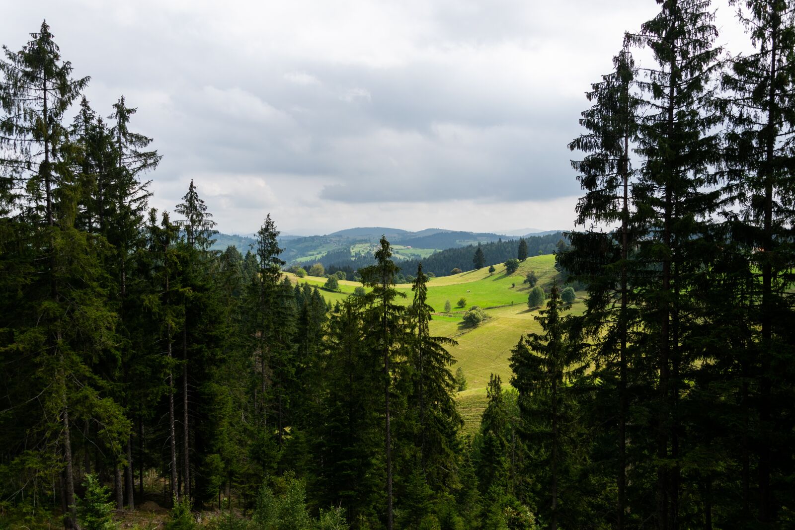 Nikon D3300 sample photo. Landscape, forest, nature photography