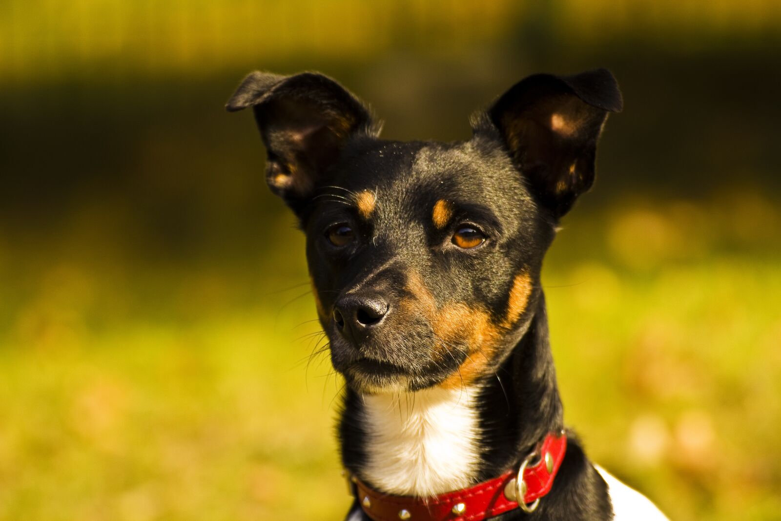 Canon EOS 600D (Rebel EOS T3i / EOS Kiss X5) sample photo. Dog, doggy, hunting dog photography