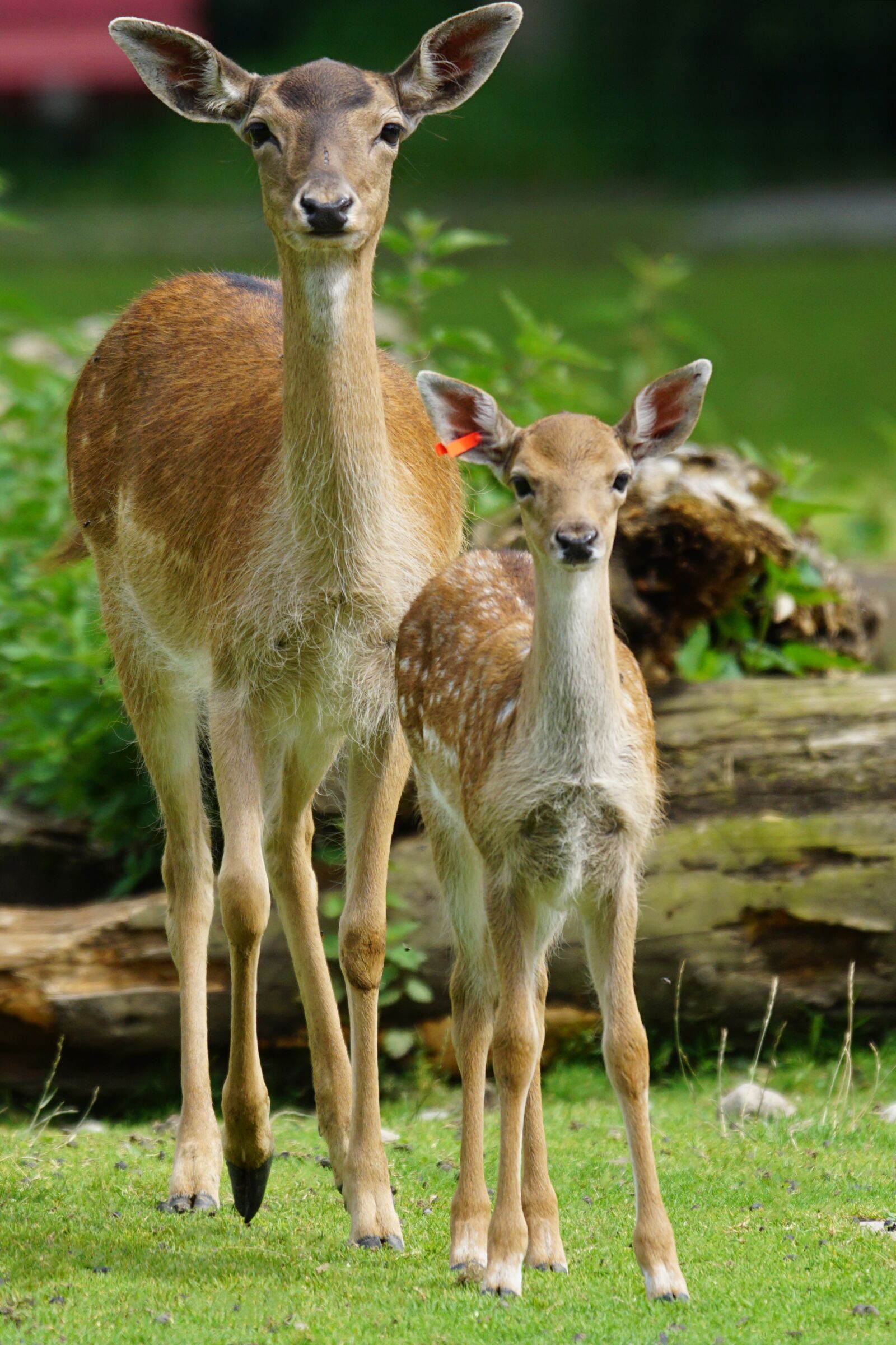 Sony ILCA-77M2 + Sony 70-400mm F4-5.6 G SSM sample photo. Fallow deer, doe, fawn photography