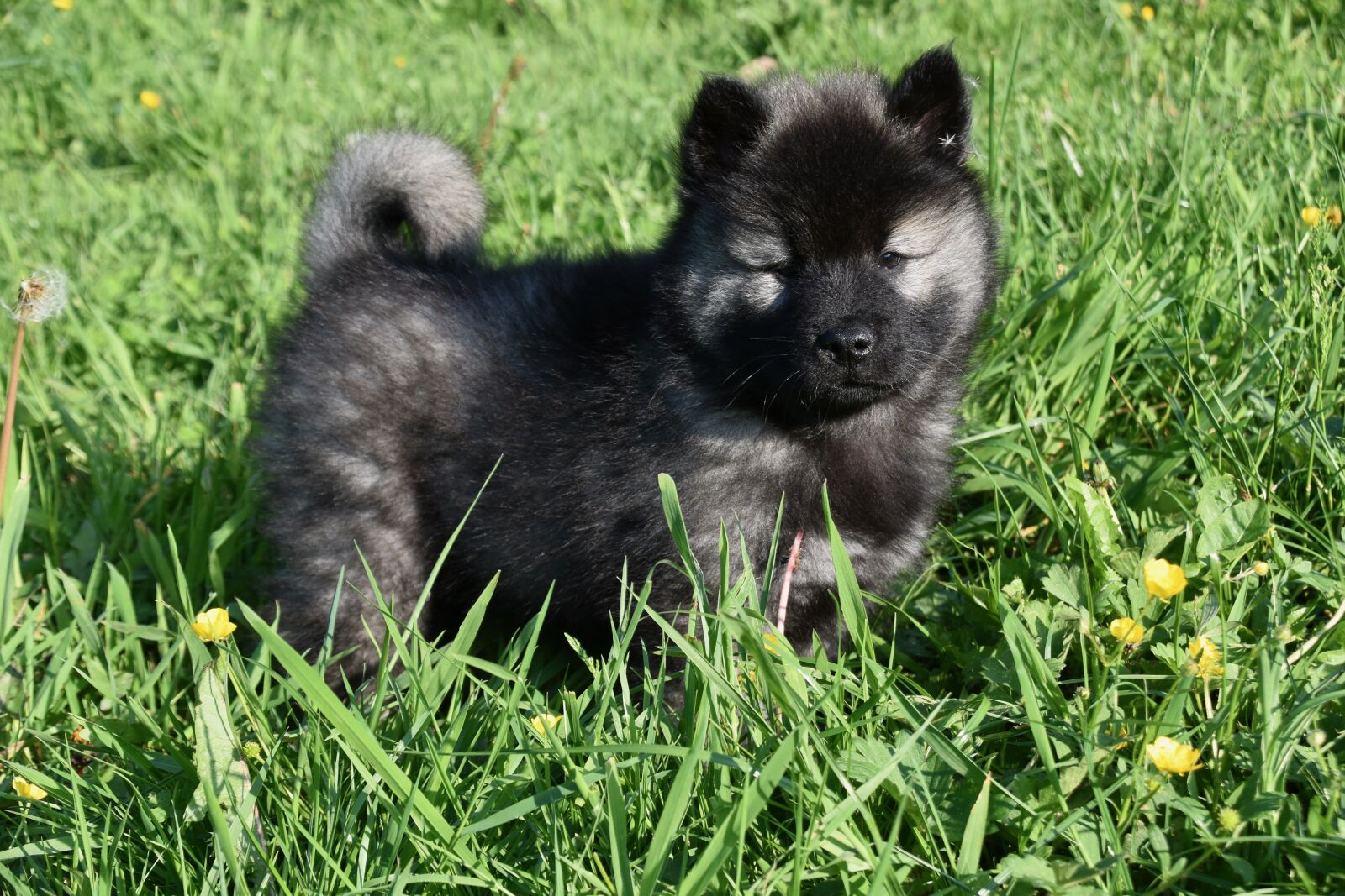 Nikon D5600 sample photo. Dog, puppy, pup photography