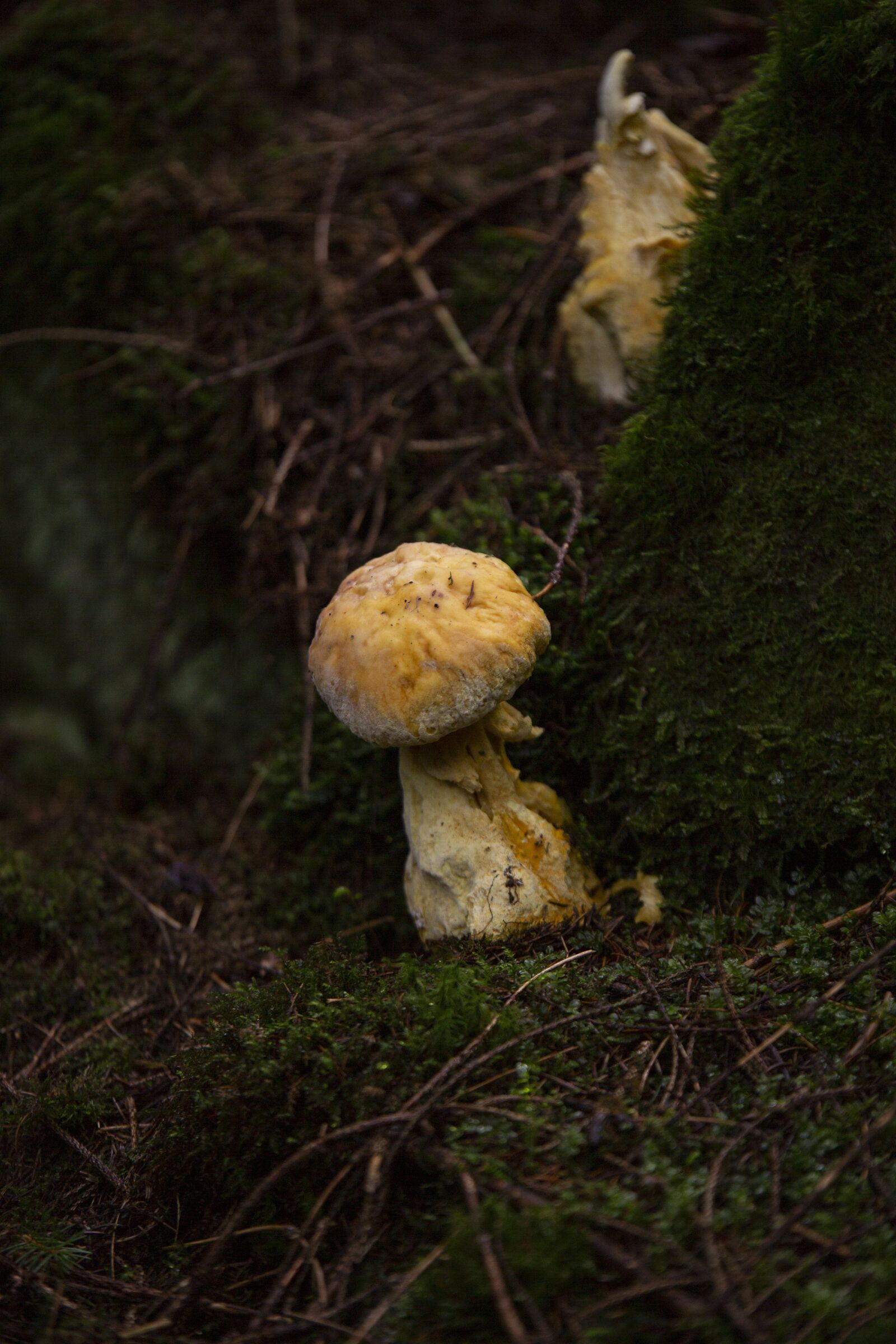 Canon EOS 5D Mark III sample photo. Muschroom, mushrooms, the nature photography