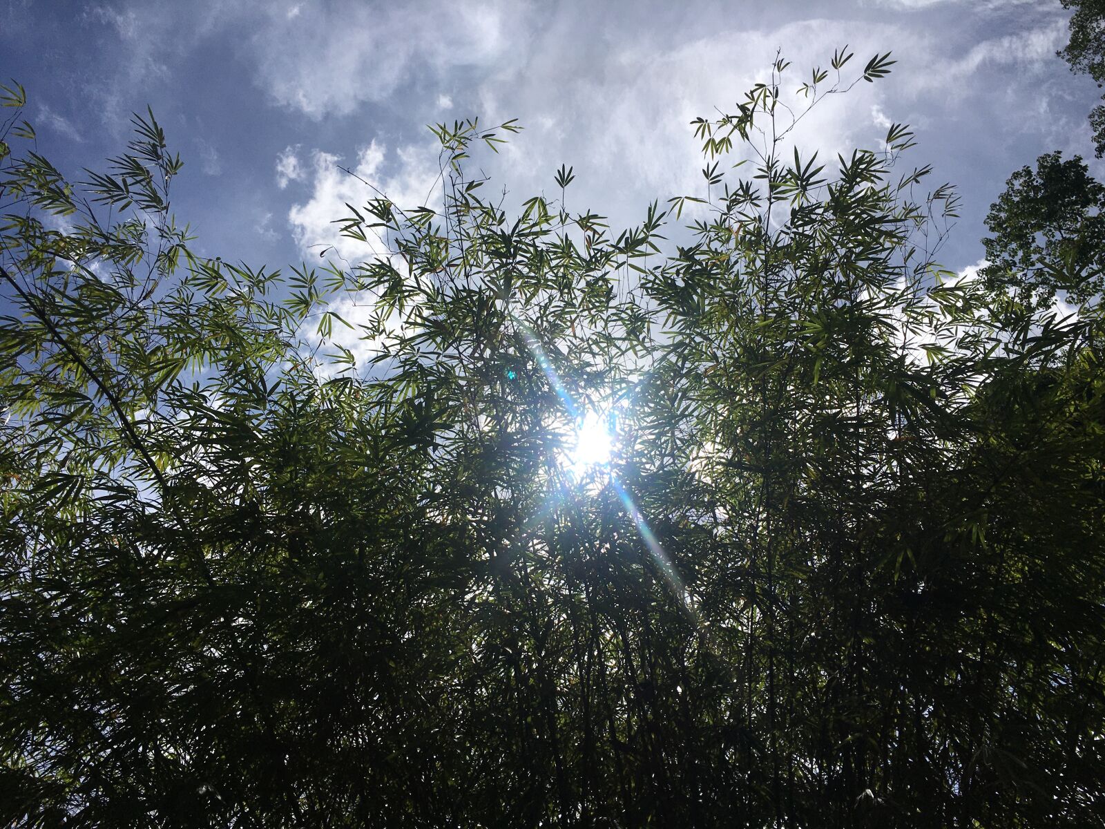 iPhone 6s back camera 4.15mm f/2.2 sample photo