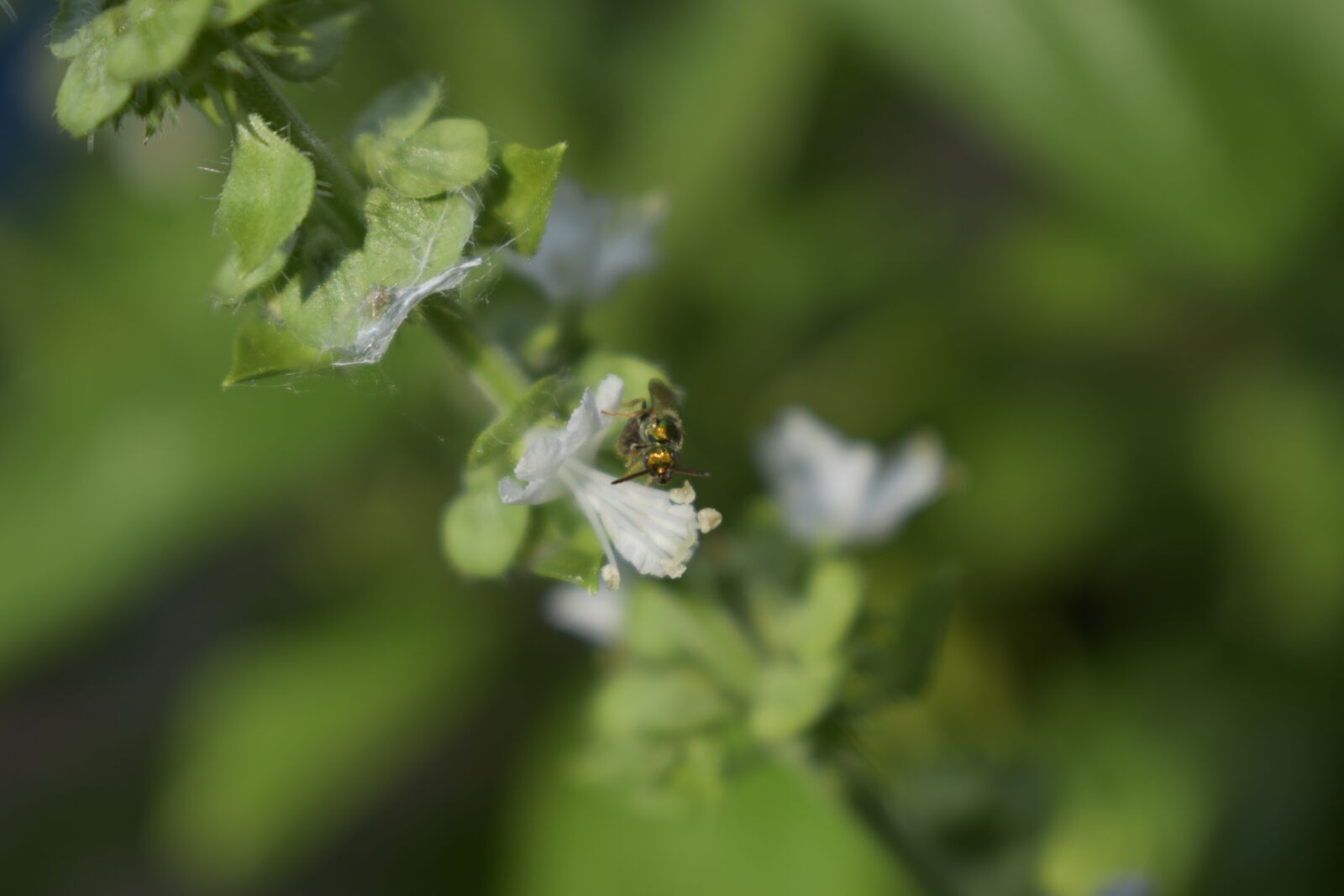 Nikon D3500 sample photo. Basil, fresh, herbs photography