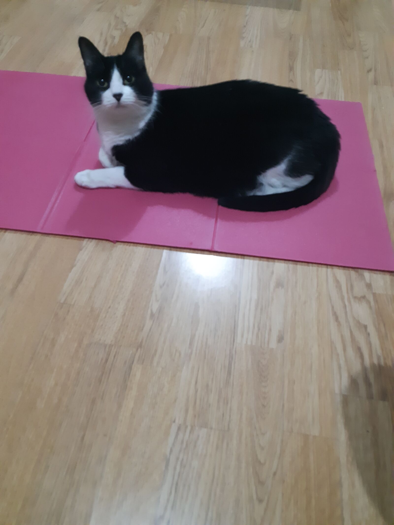 Samsung Galaxy A8(2018) sample photo. Cats, rosa, pets photography