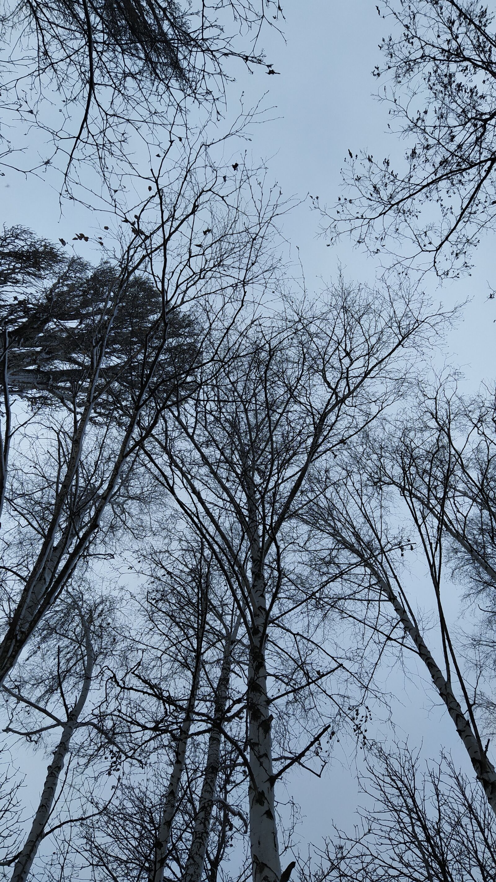 Xiaomi Redmi Note 7 sample photo. Tree, sky, nature photography