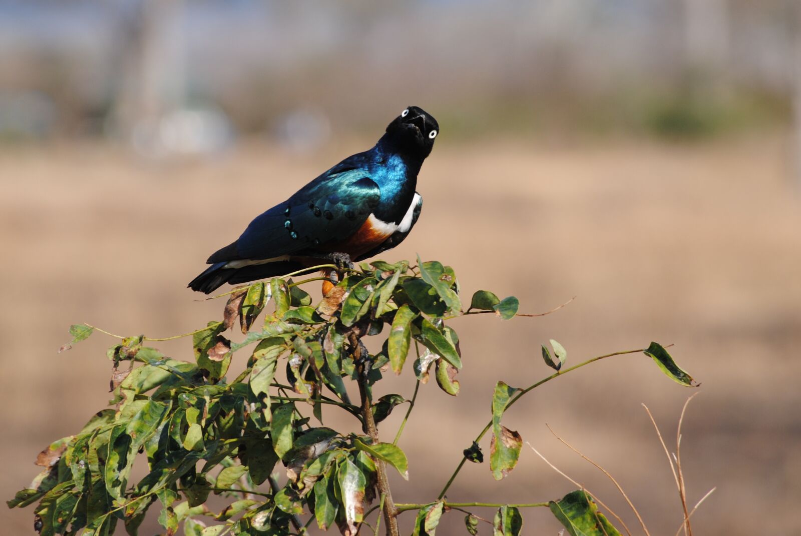 Nikon D3000 sample photo. Tanzania, africa, safari photography