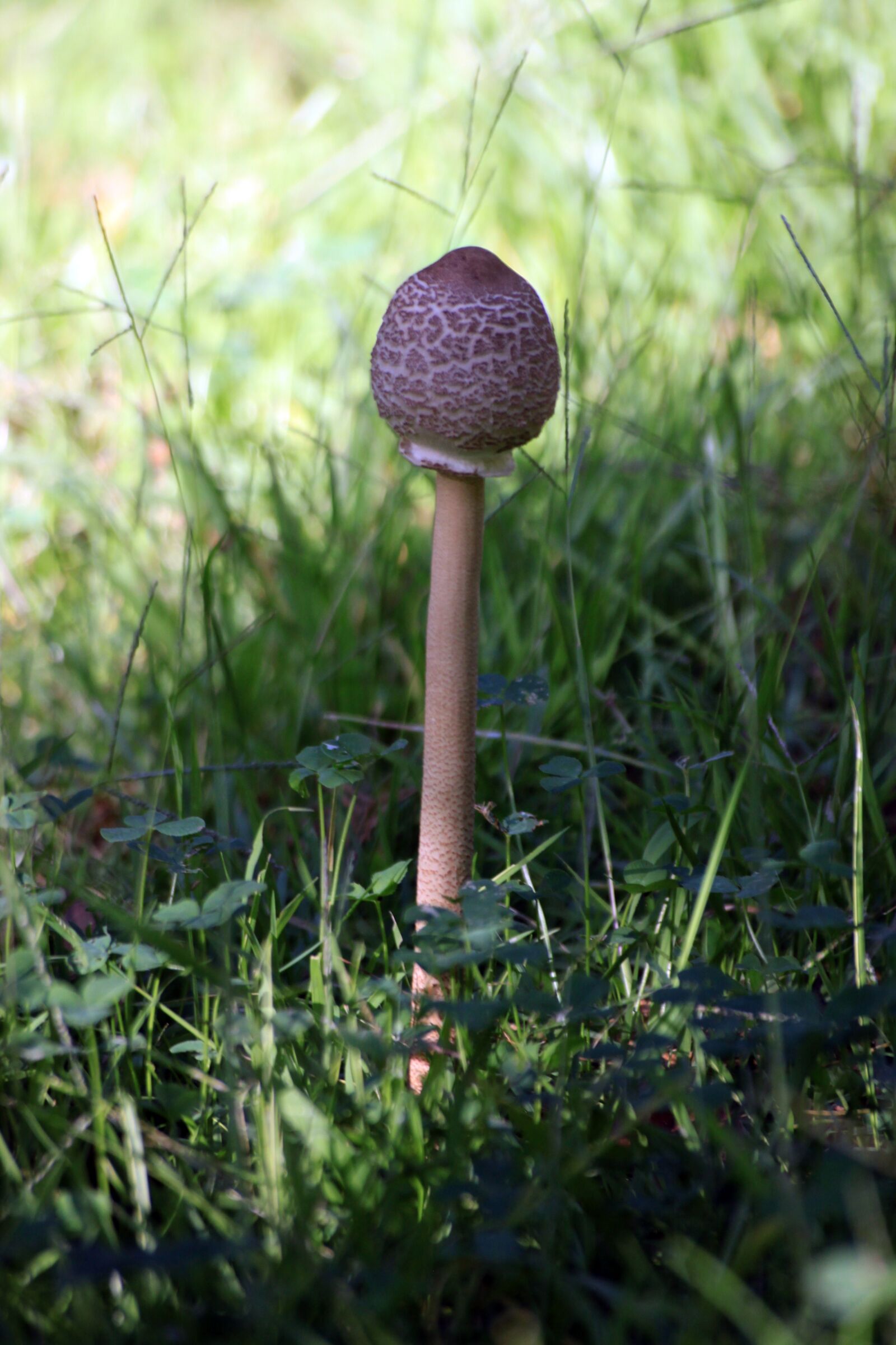 Canon EOS 50D sample photo. "Mushroom, marsh, nature" photography