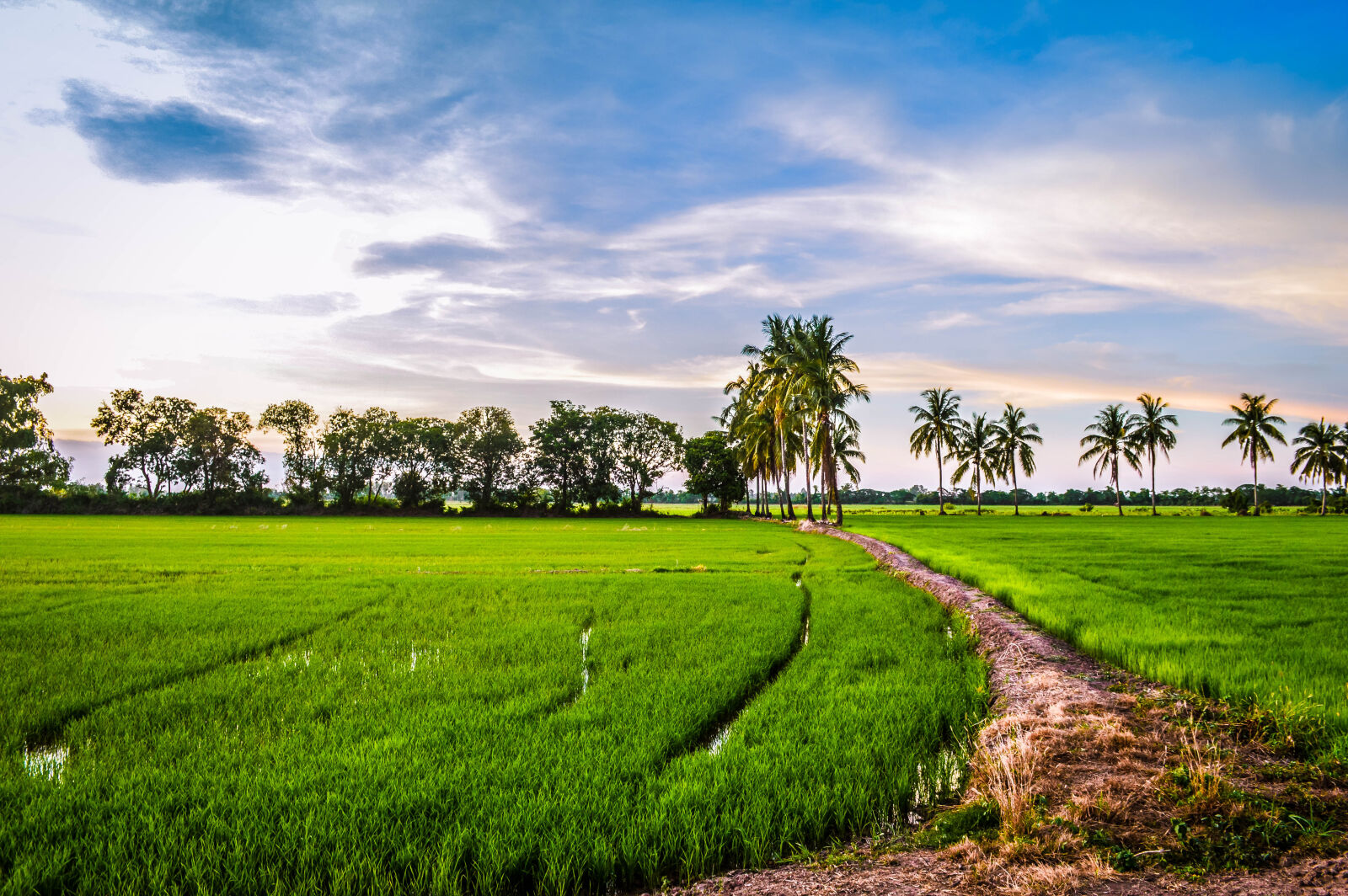 Nikon D3200 sample photo. Afternoon, rice, field photography