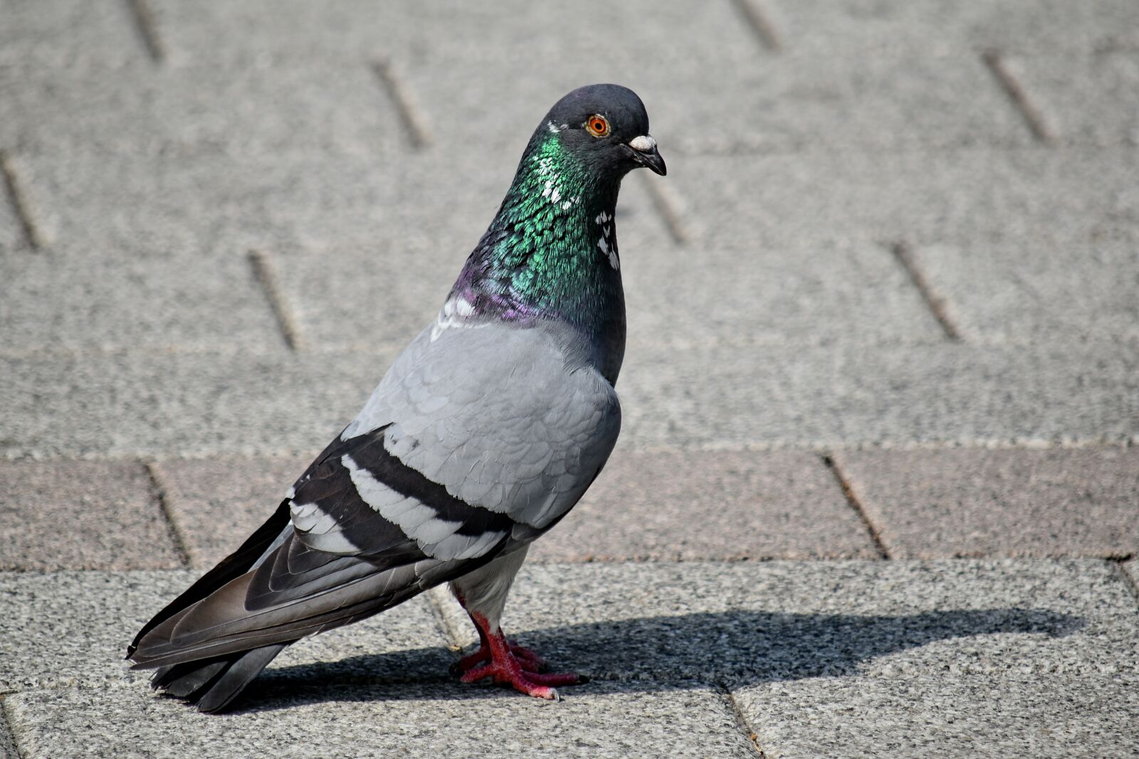 Nikon D5500 sample photo. Pavement, urban area, pigeon photography