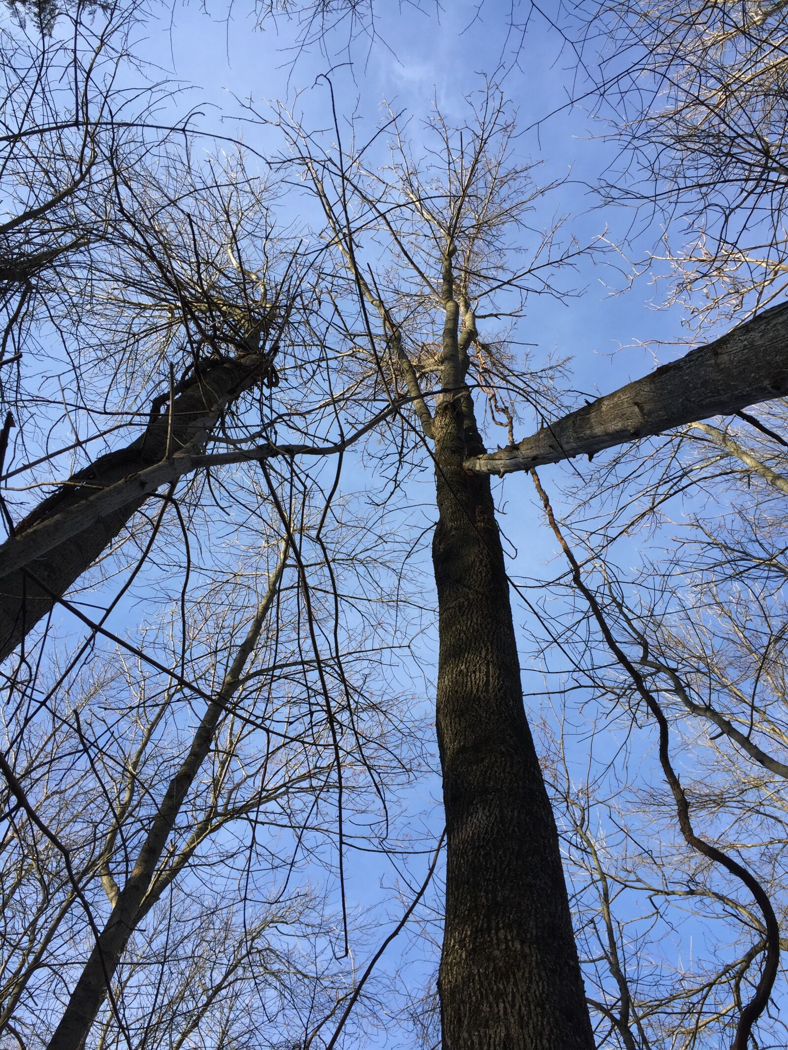 Apple iPhone 6 sample photo. Trees, heaven, sky photography