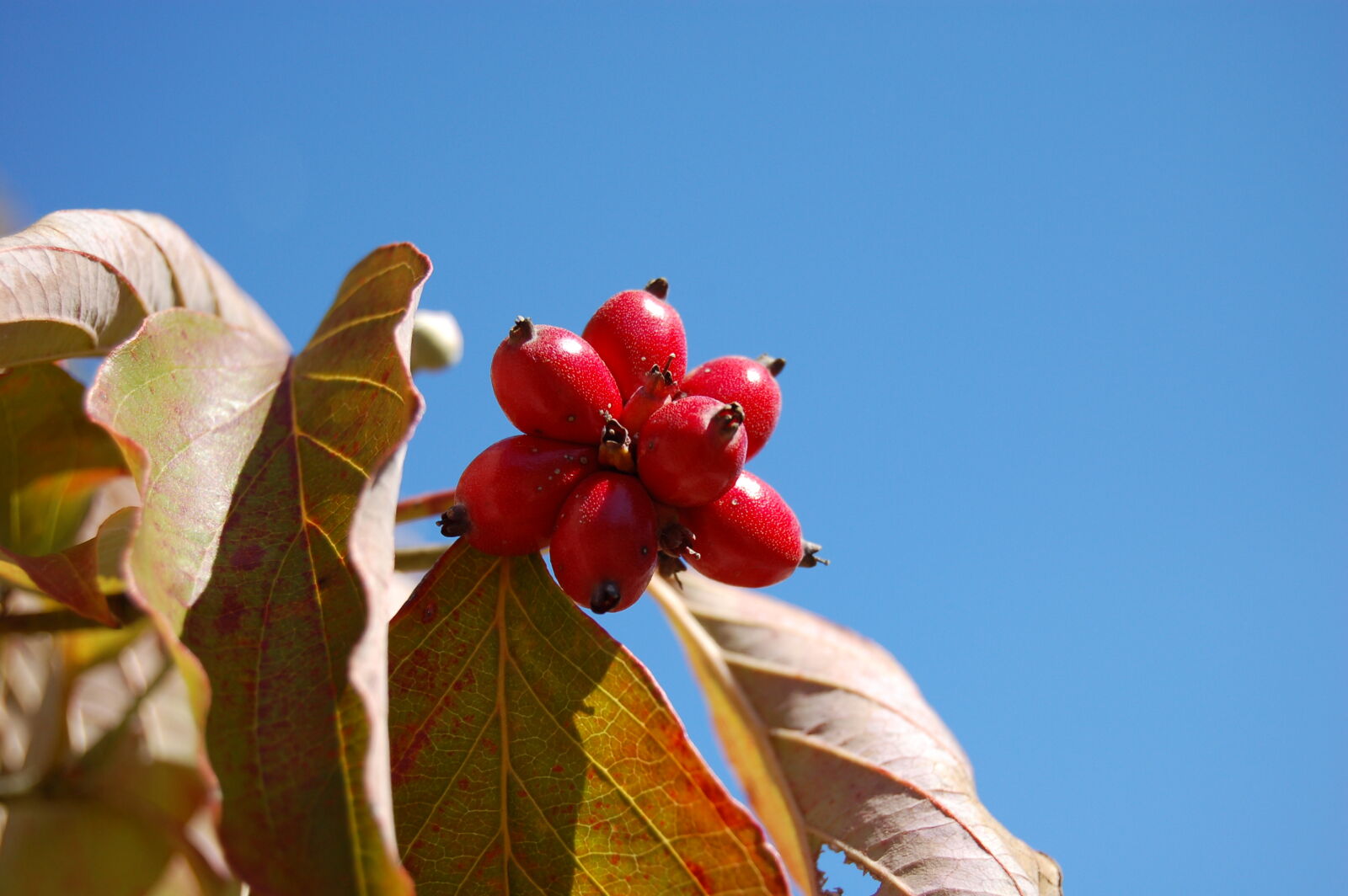 Nikon D50 sample photo. Red, berries photography