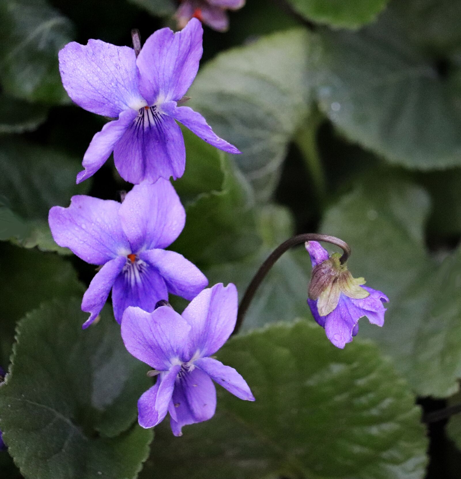 Canon EOS 800D (EOS Rebel T7i / EOS Kiss X9i) sample photo. Flowers, blue, violets photography