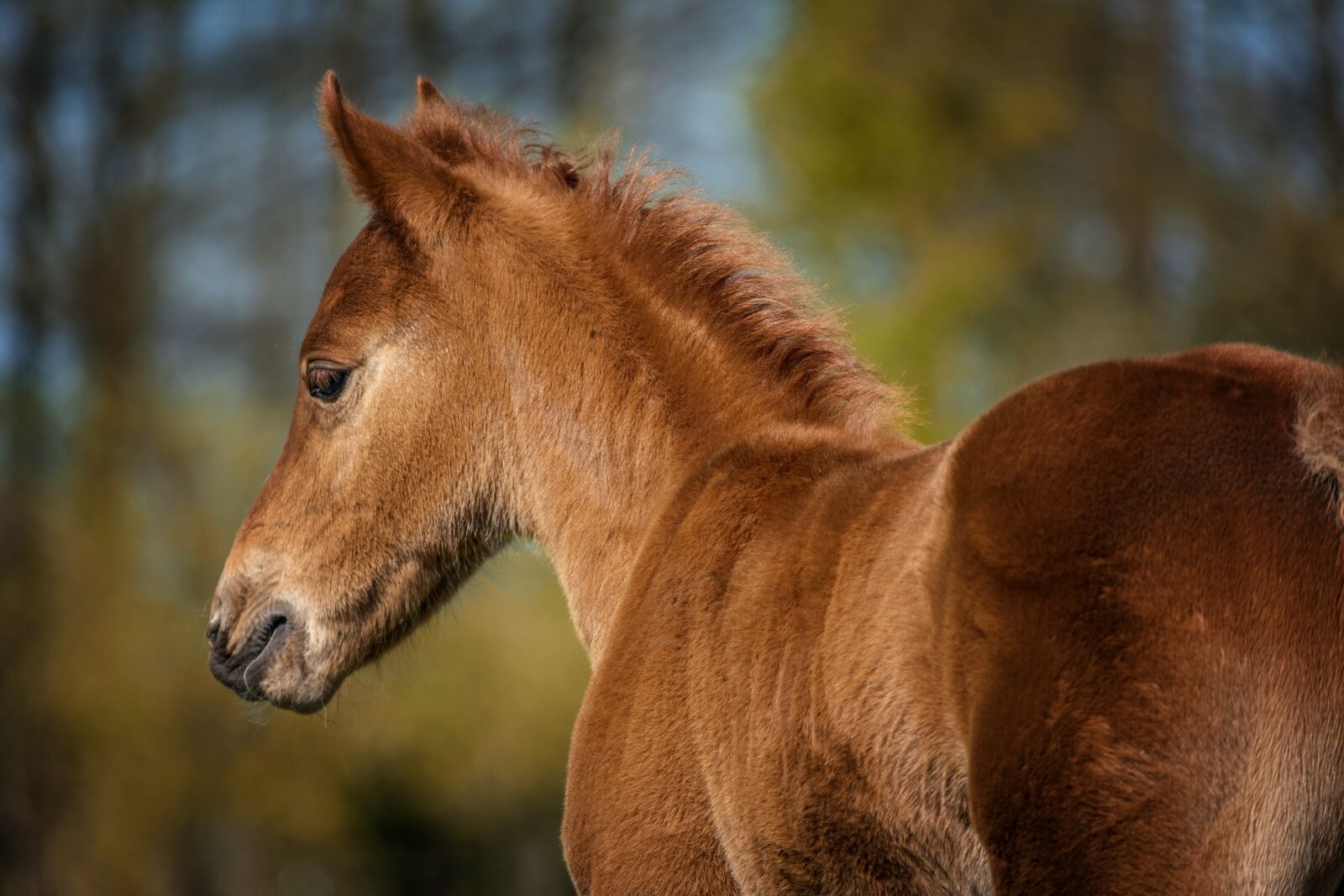Nikon D7200 sample photo. Foal, horse, quarterhorse photography
