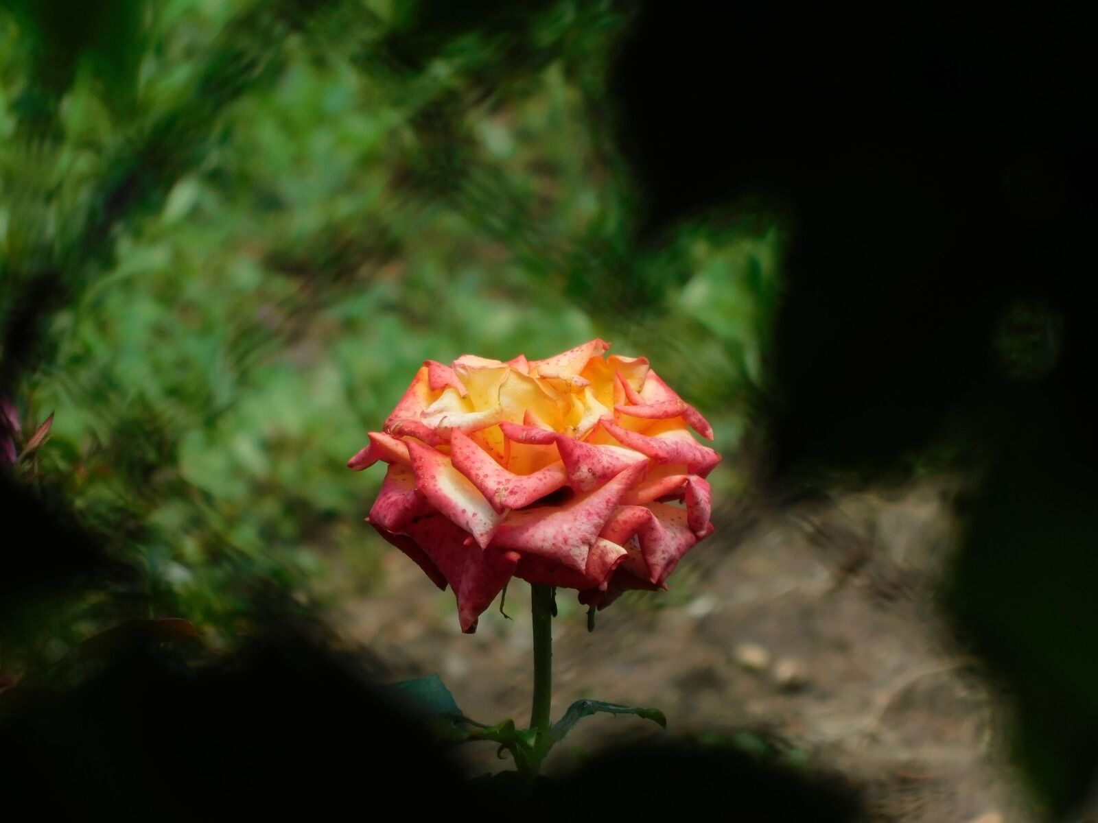 Nikon Coolpix B500 sample photo. Rose, summer, village photography