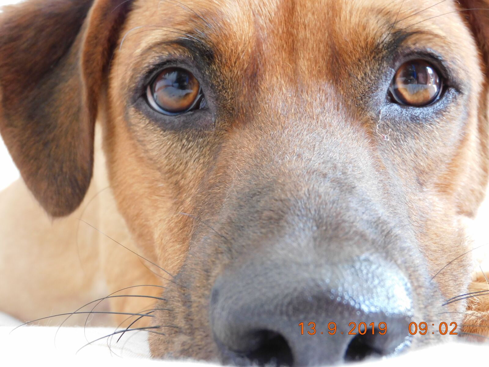 Nikon Coolpix B600 sample photo. Perro, animal, dog photography
