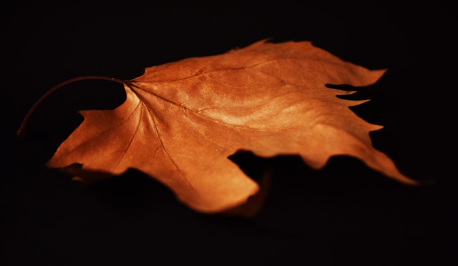 Nikon D5300 sample photo. Autumn, autumn leaves, brown photography