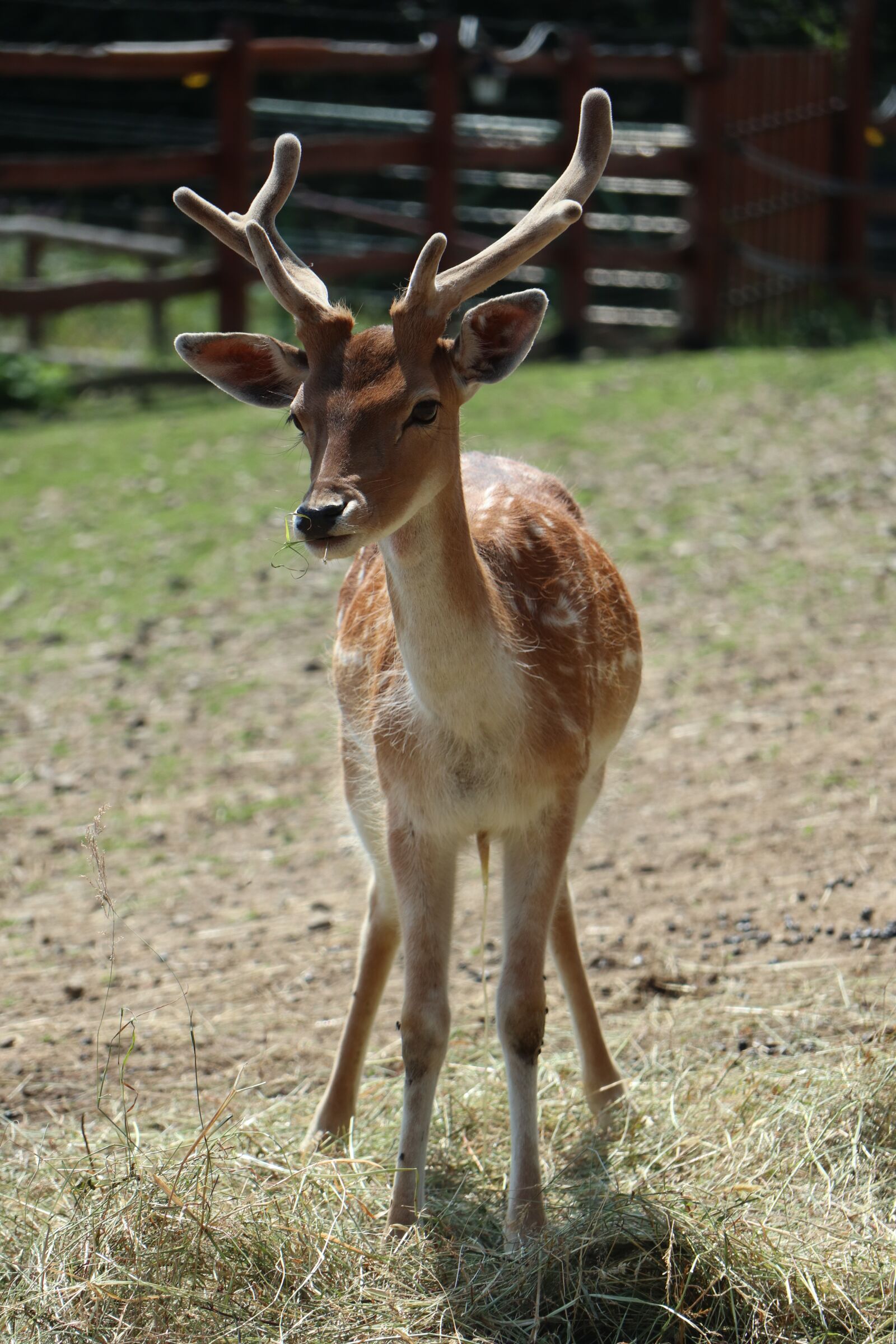 Canon EOS M6 sample photo. Daniel, animal, cervidae photography