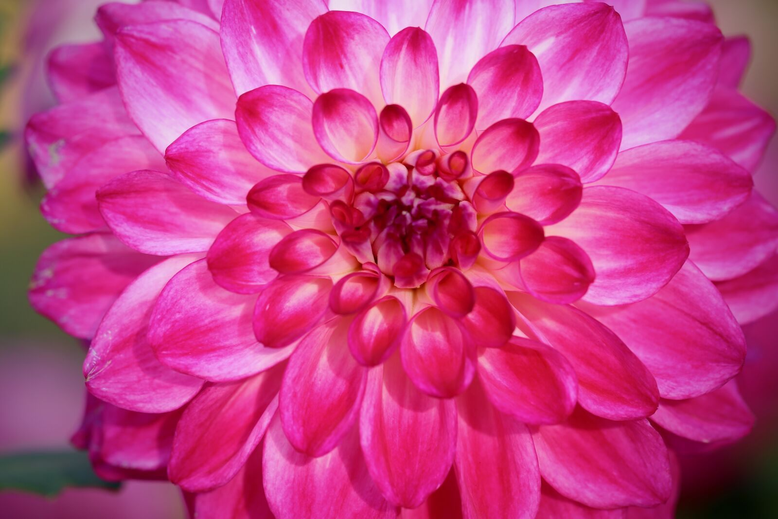 Canon EOS 800D (EOS Rebel T7i / EOS Kiss X9i) sample photo. Dahlia, dahlia flower, petals photography