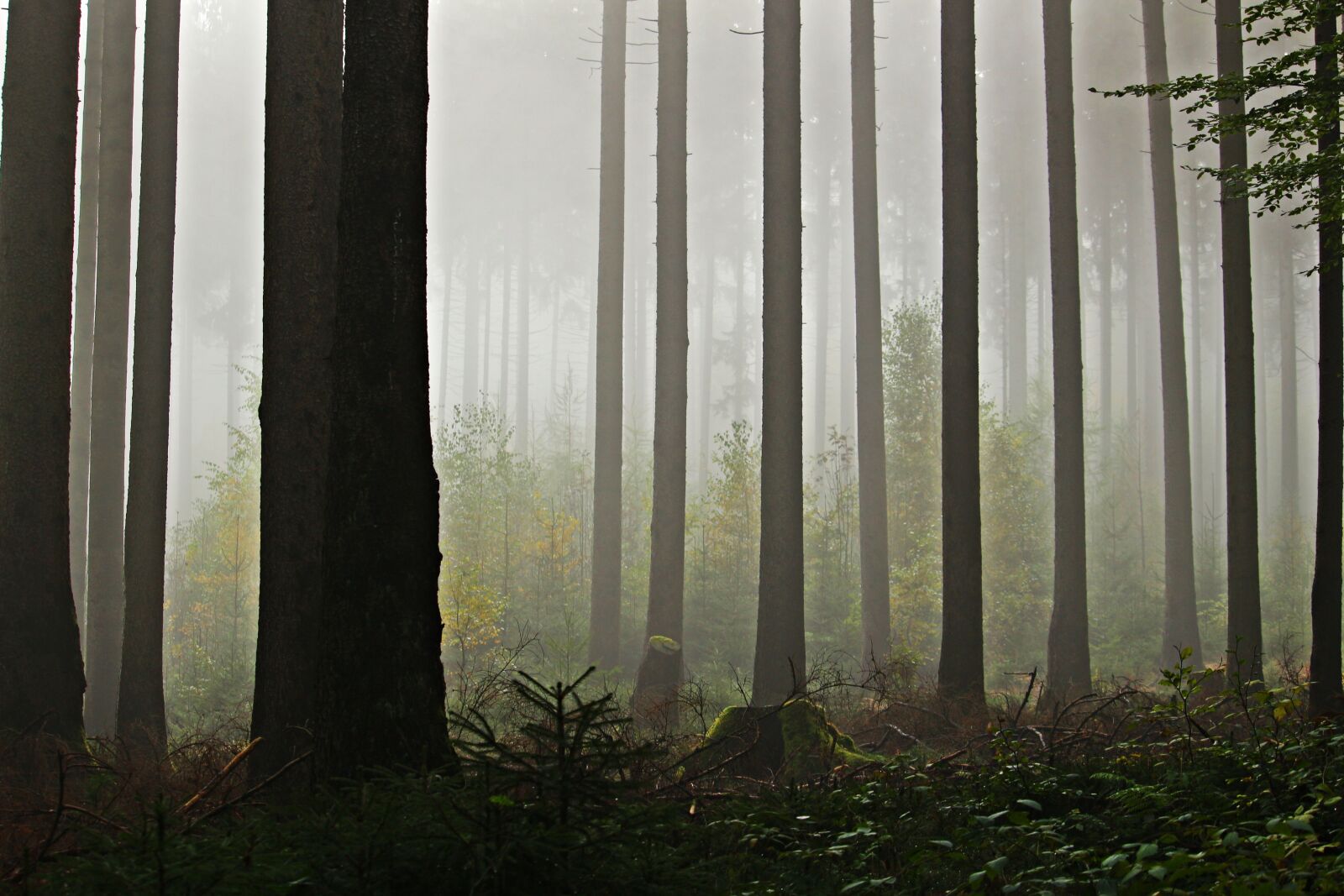 Canon EOS 100D (EOS Rebel SL1 / EOS Kiss X7) sample photo. Fog, forest, trees photography