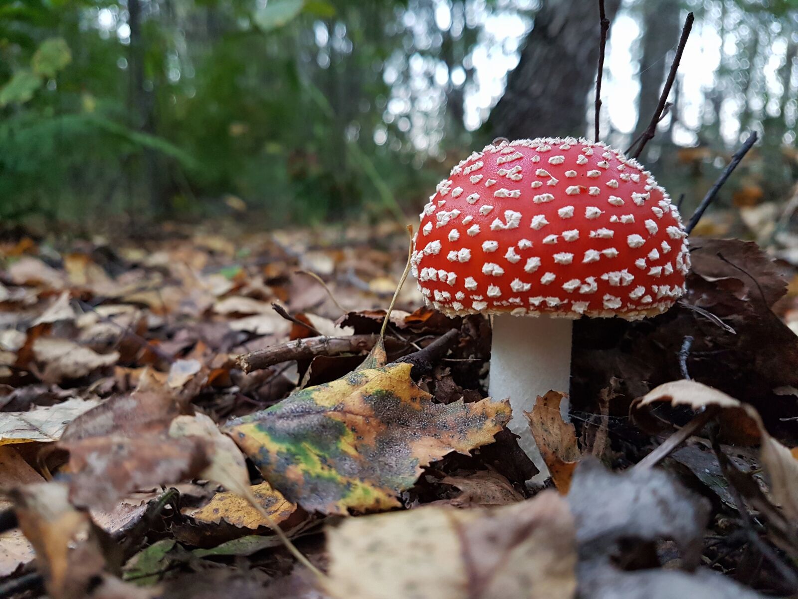Samsung Galaxy S7 Edge sample photo. Autumn, background, branch photography