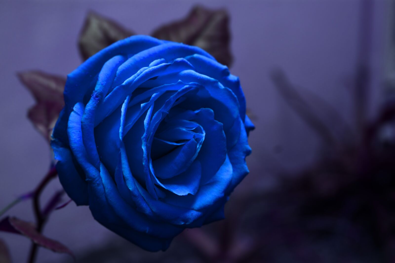 Nikon D3400 sample photo. Rosa, flower, design photography