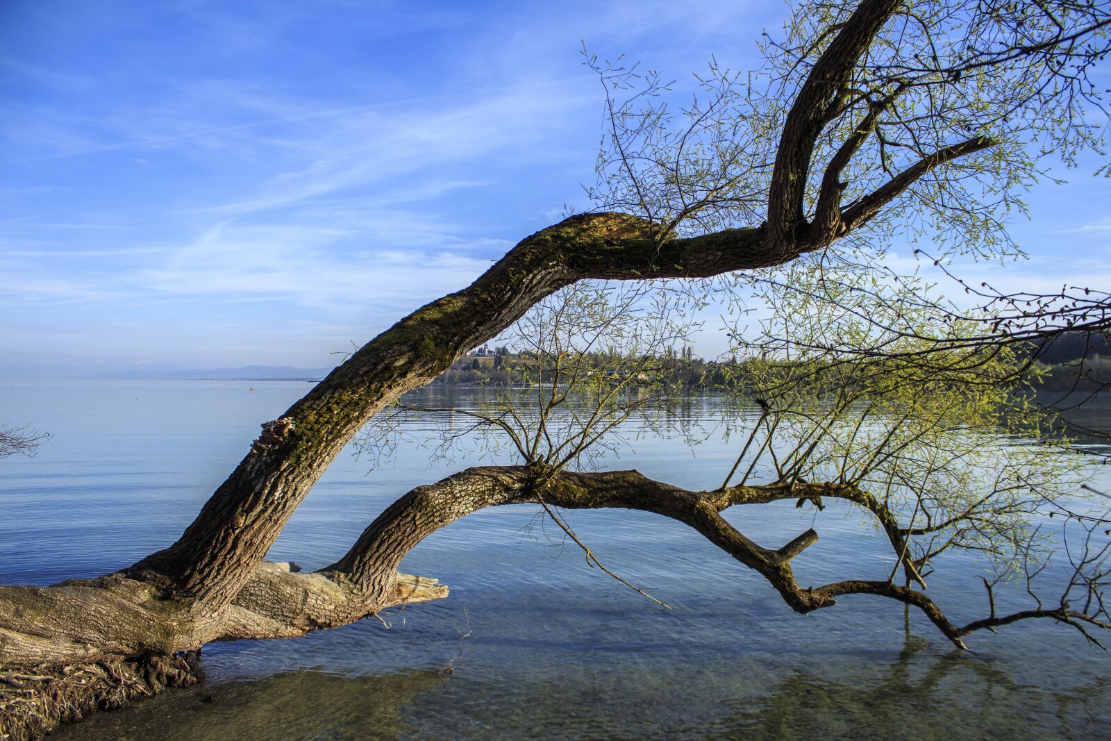 Water tree. Дерево над водой. Дерево возле воды. Ветка над водой. Дерево в воде.