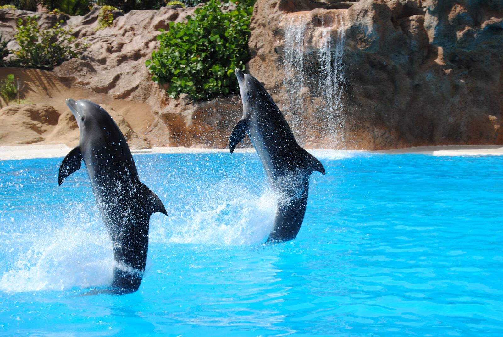 Nikon D3000 sample photo. Dolphin, pond, animal photography