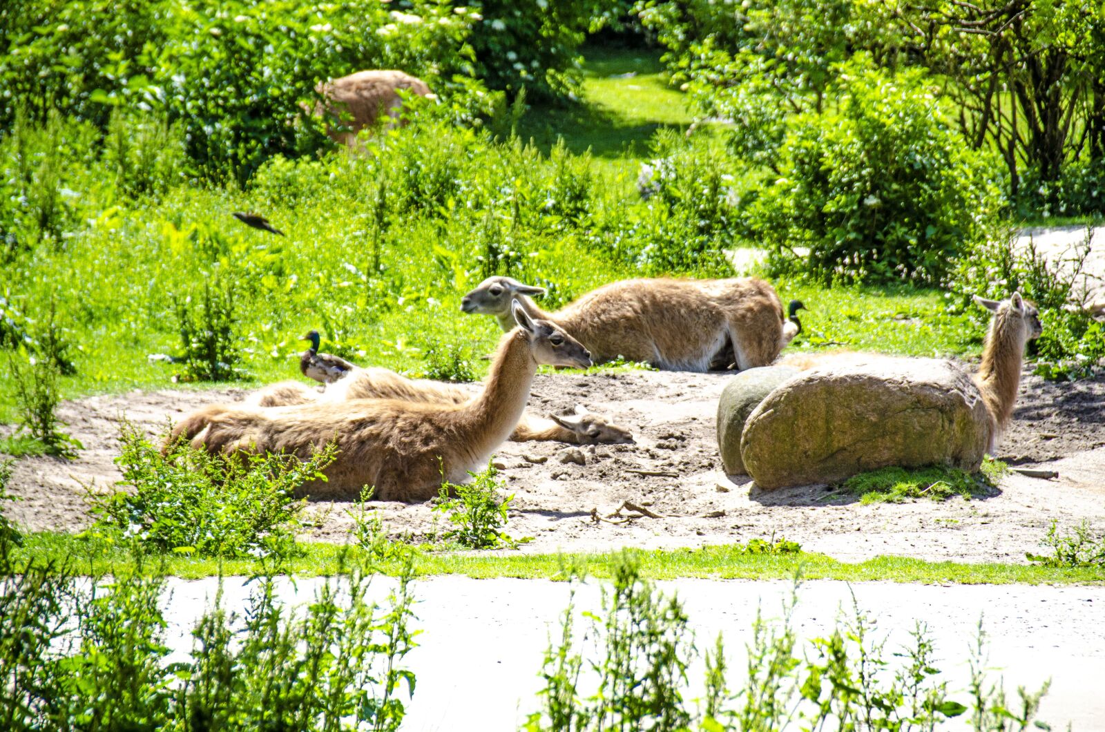 Nikon D5100 sample photo. Lama, lamas, wool photography