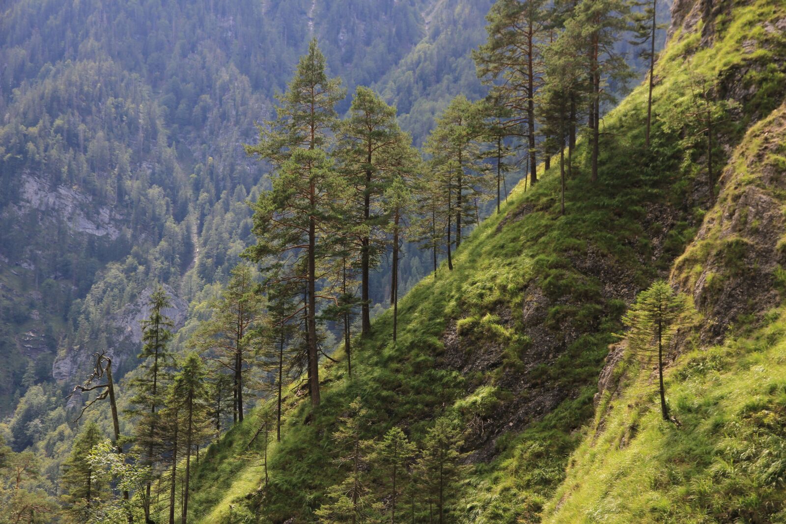 Canon EOS 7D sample photo. Forest, coniferous forest, hochwald photography