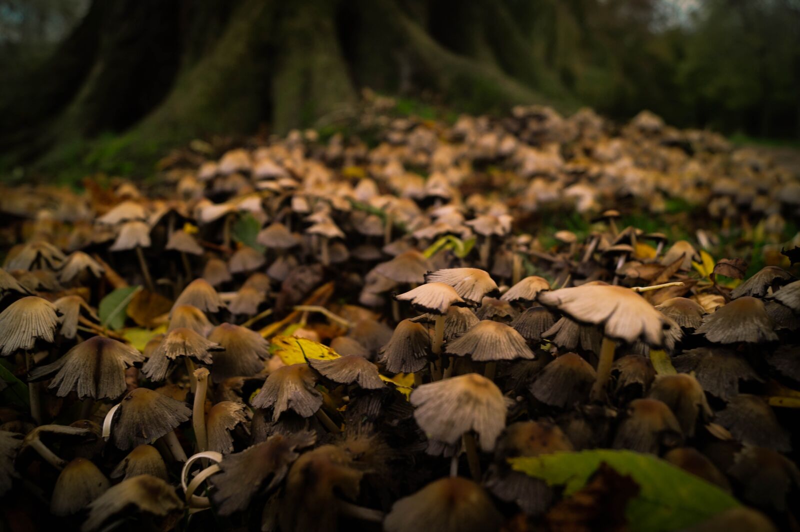 Sony DT 18-55mm F3.5-5.6 SAM II sample photo. Mushrooms, fungus, forest photography