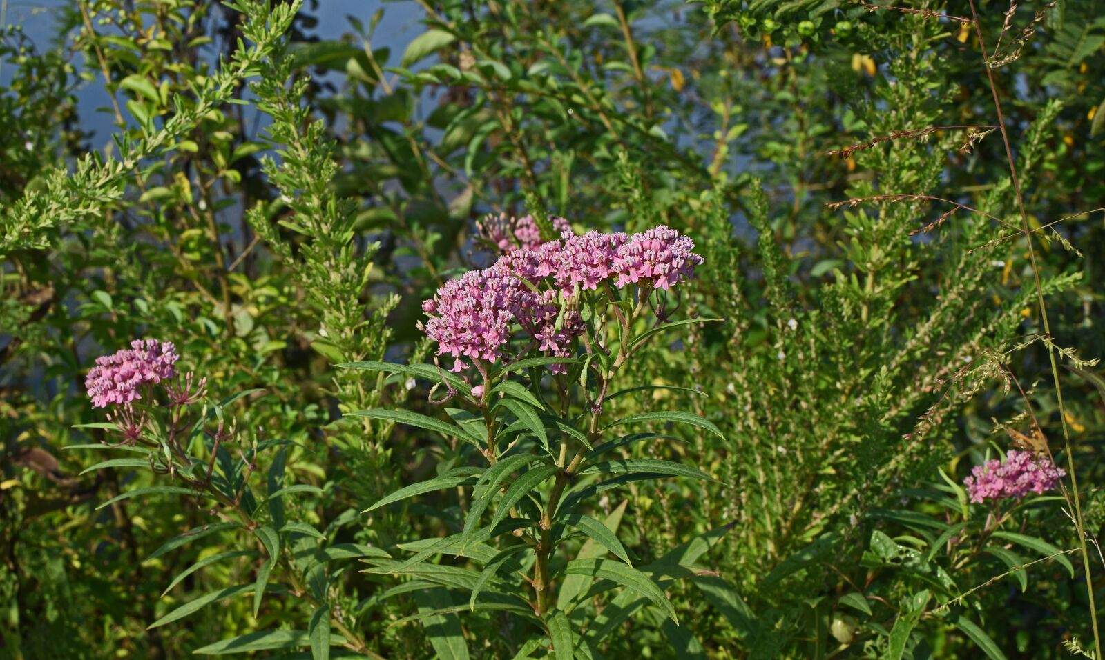Nikon D3300 sample photo. Milkweed, flower, blossom photography