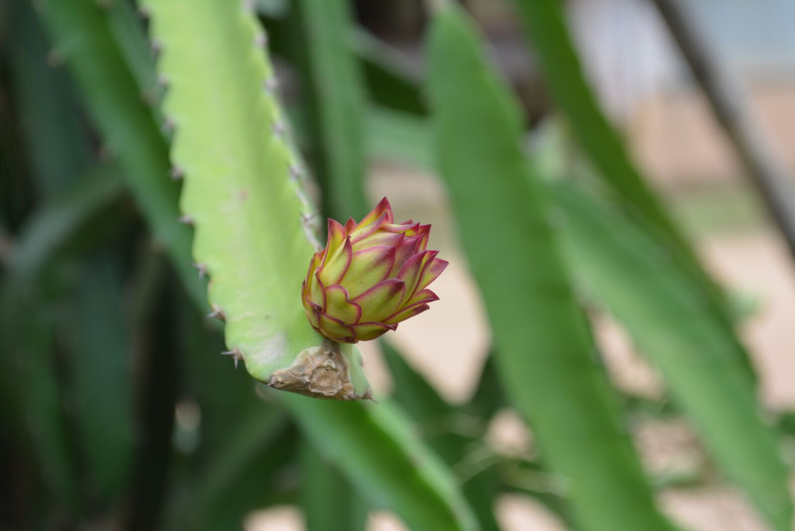 Nikon D5200 sample photo. Lonely dragon fruit, cambodia photography