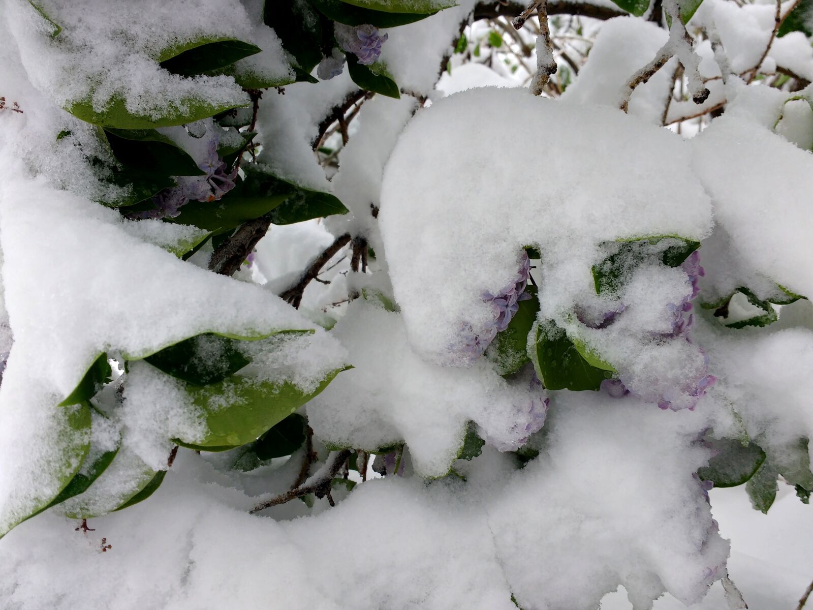 Motorola MotoG3 sample photo. Nature, snow, shrub, winter photography